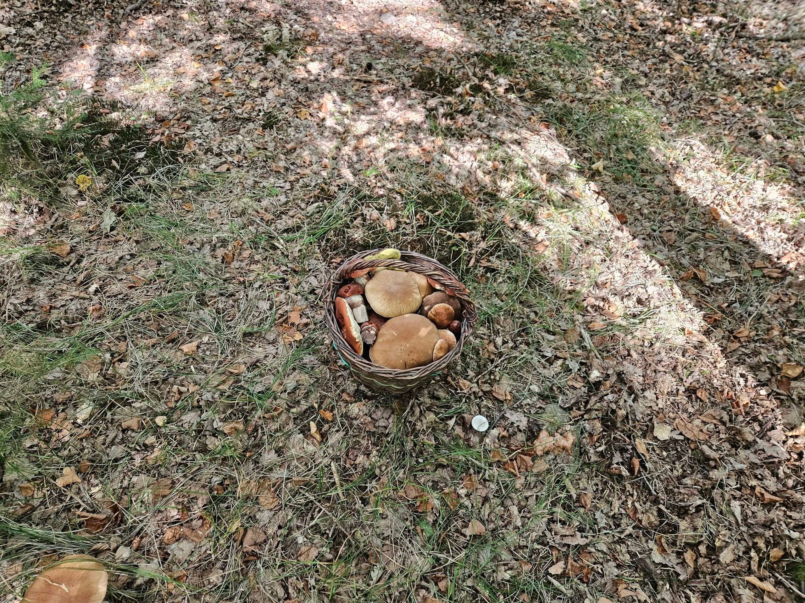 Hřibová nadílka na Karlovarsku - Invaze hřibů na Karlovarsku (4/6)