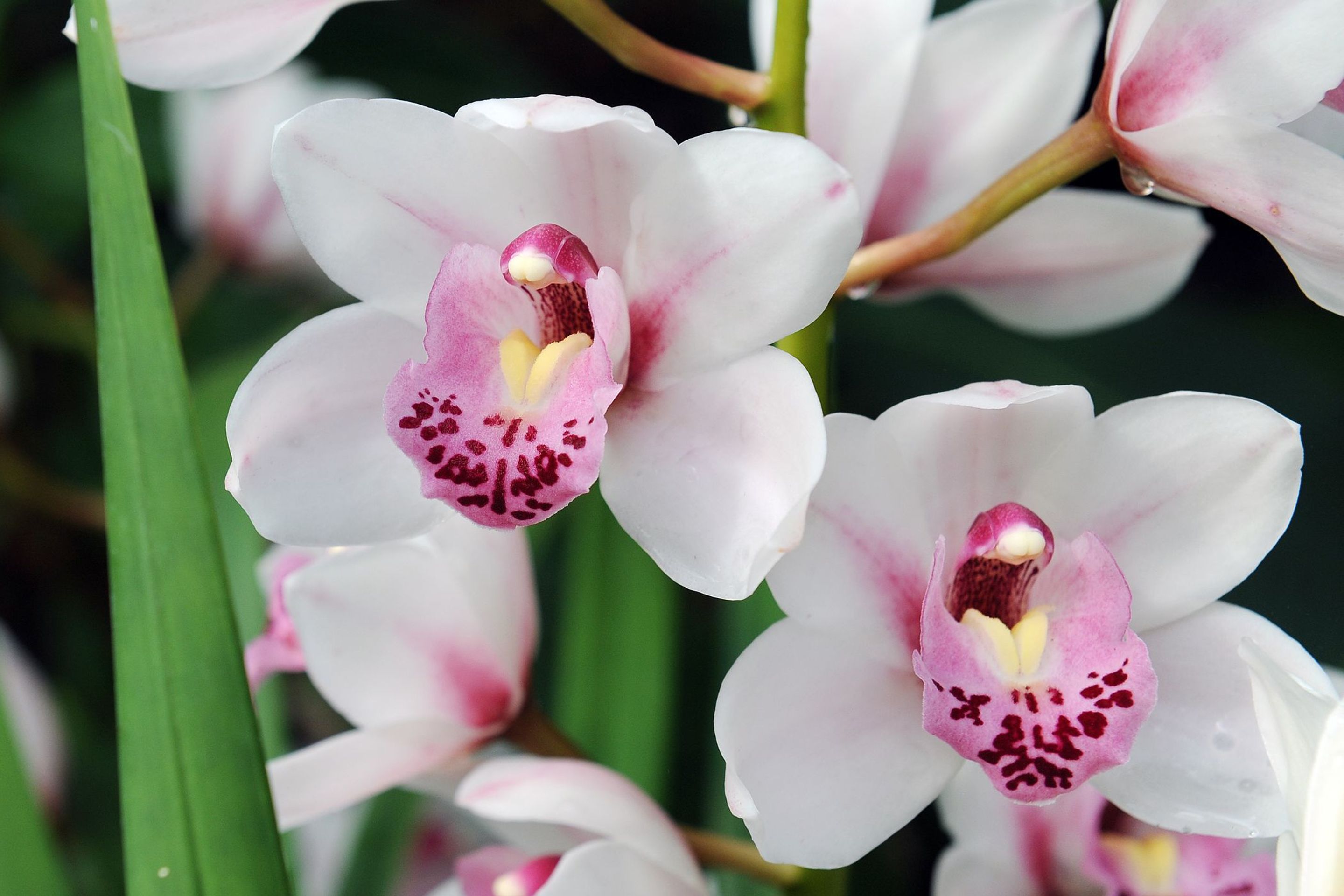 Výstava orchidejí - 27 - GALERIE: Orchideje v pražské botanické zahradě (25/29)