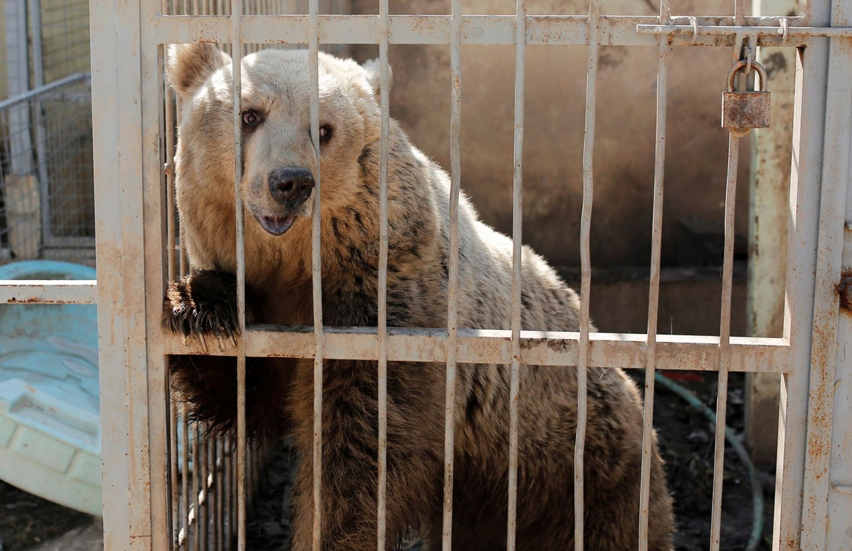 V mosulské ZOO v Iráku přežil jen lev a medvěd - 6 - GALERIE: V mosulské ZOO v Iráku přežil jen lev a medvěd (6/6)