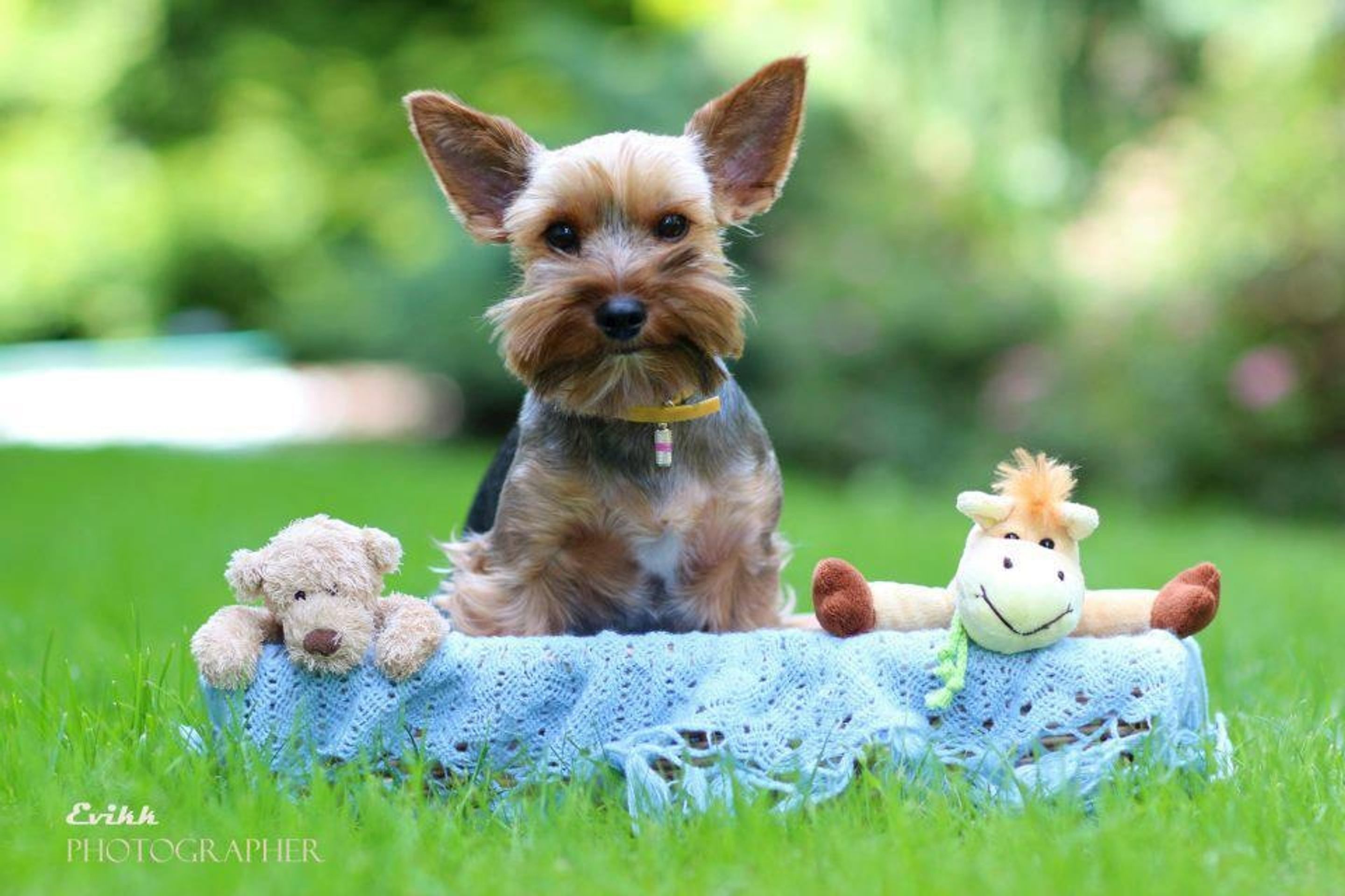 psi mazlici - 32 - GALERIE: Psi mazlíci (49/50)