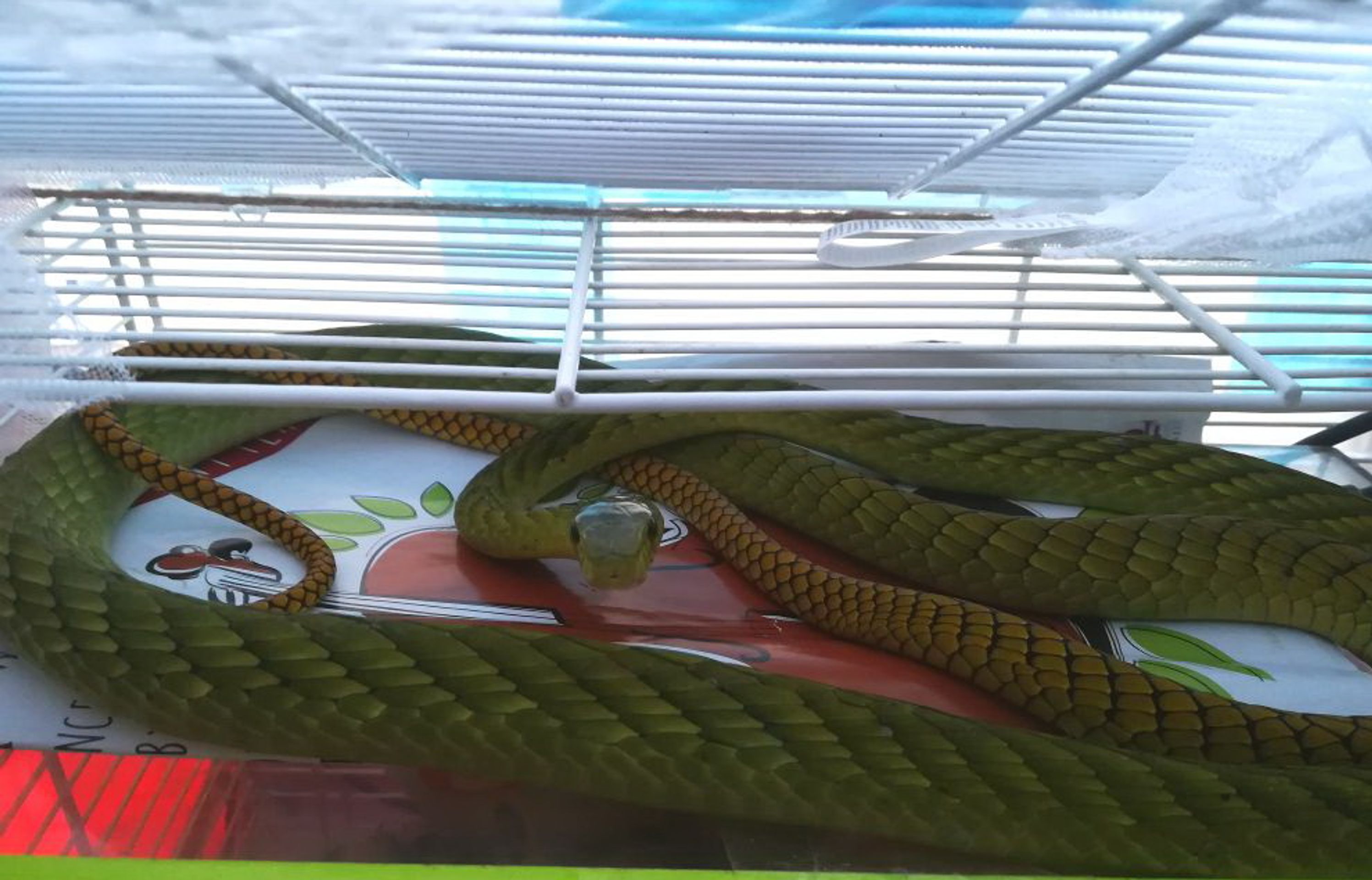 Odchycená mamba zelená - GALERIE: Nález mamby zelené v pražských Hlubočepích (2/5)
