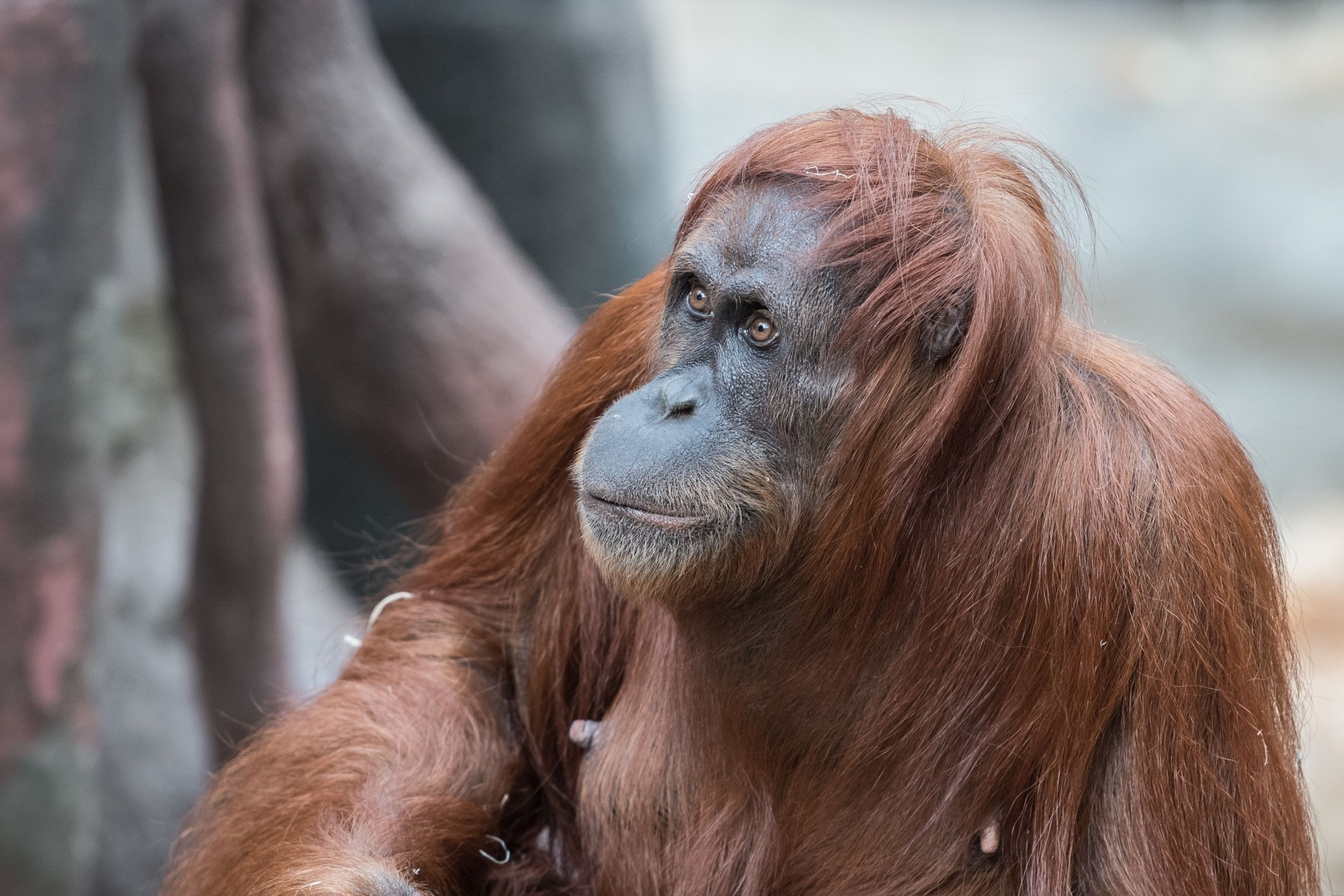 Orangutan u zubaře - 2 - GALERIE: Orangutan u zubaře (2/3)