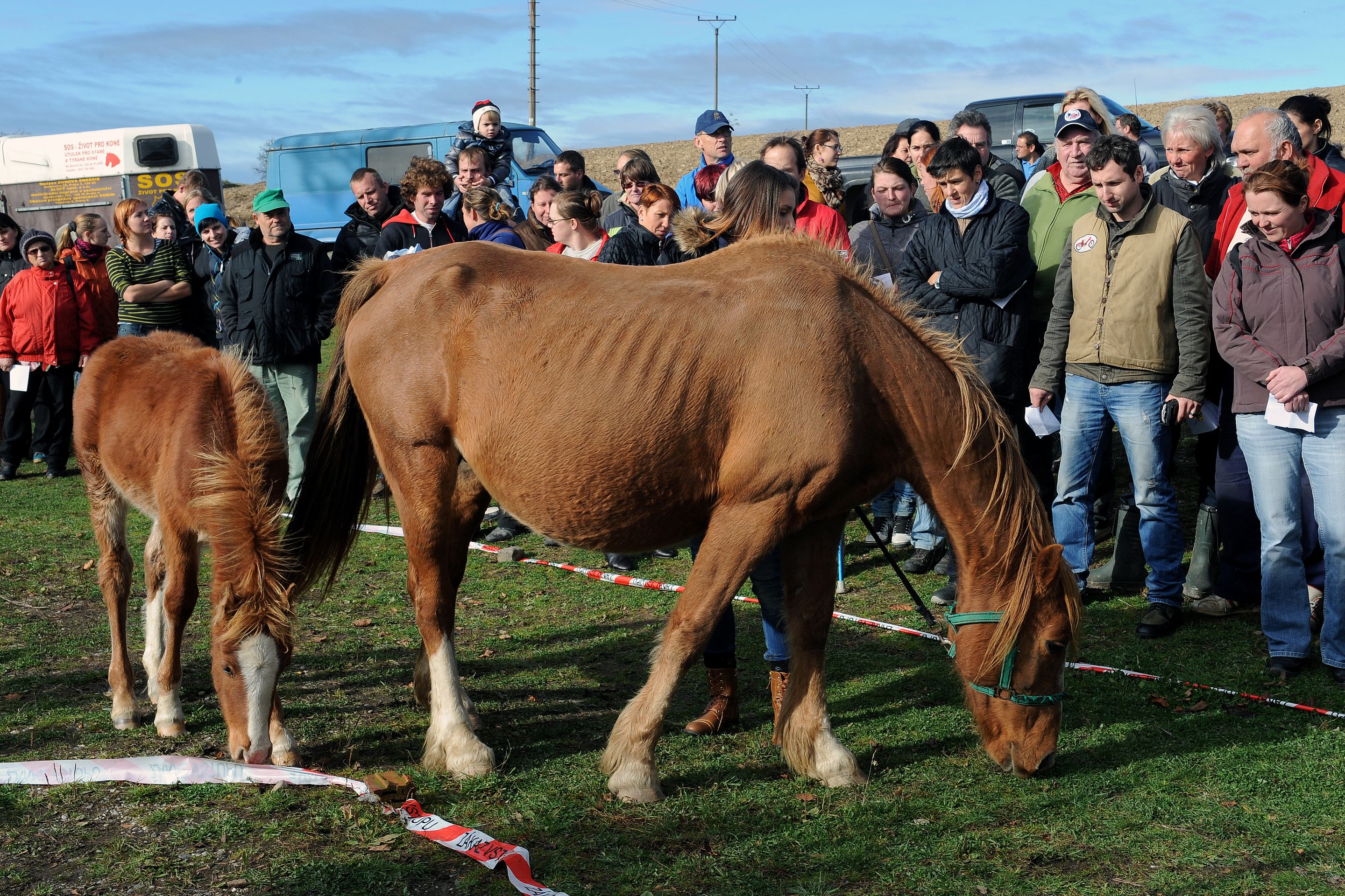 Dražba týraných koní - GALERIE: Podívejte se na zubožené koně, kteří dnes byli v aukci (13/19)
