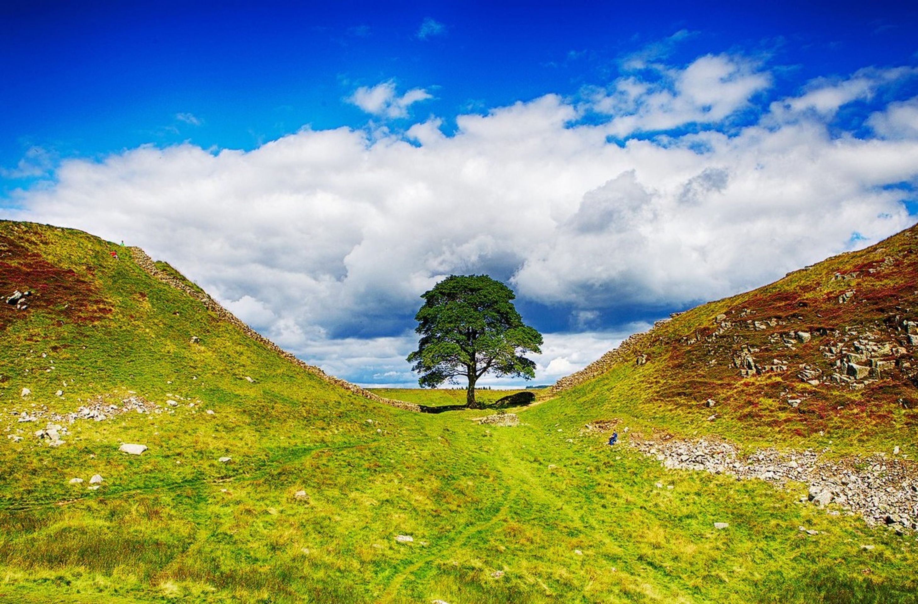 Sycamore Gap - Pokácený javor (2/5)