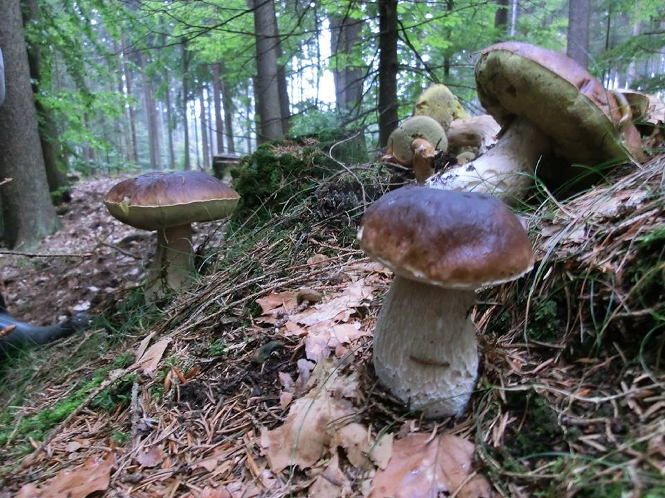 Houby - 8 - Galerie: Houbové úlovky čtenářů TN.cz (1/10)