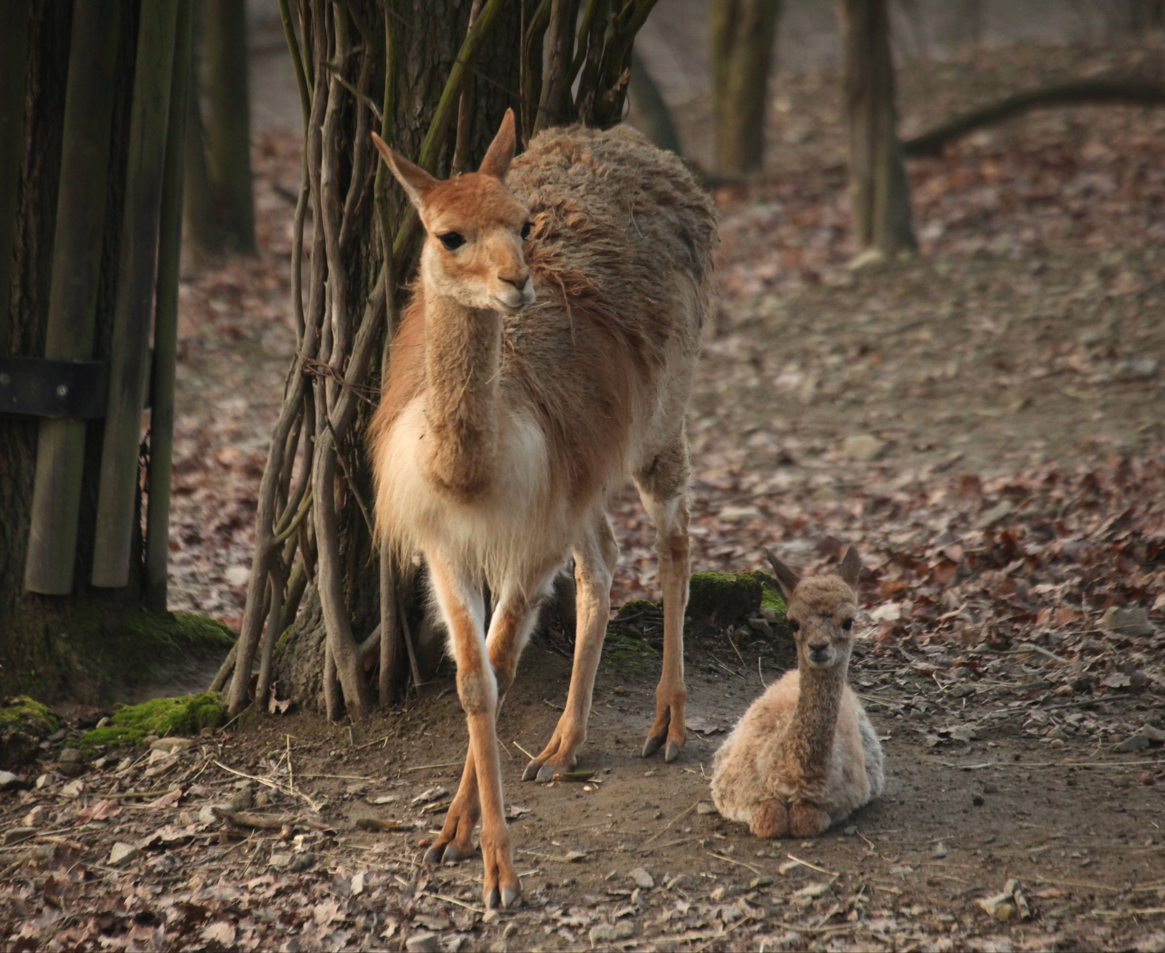 Mládě vikuňy v Zoo Brno - GALERIE: Mláďata roku 2020 (8/9)