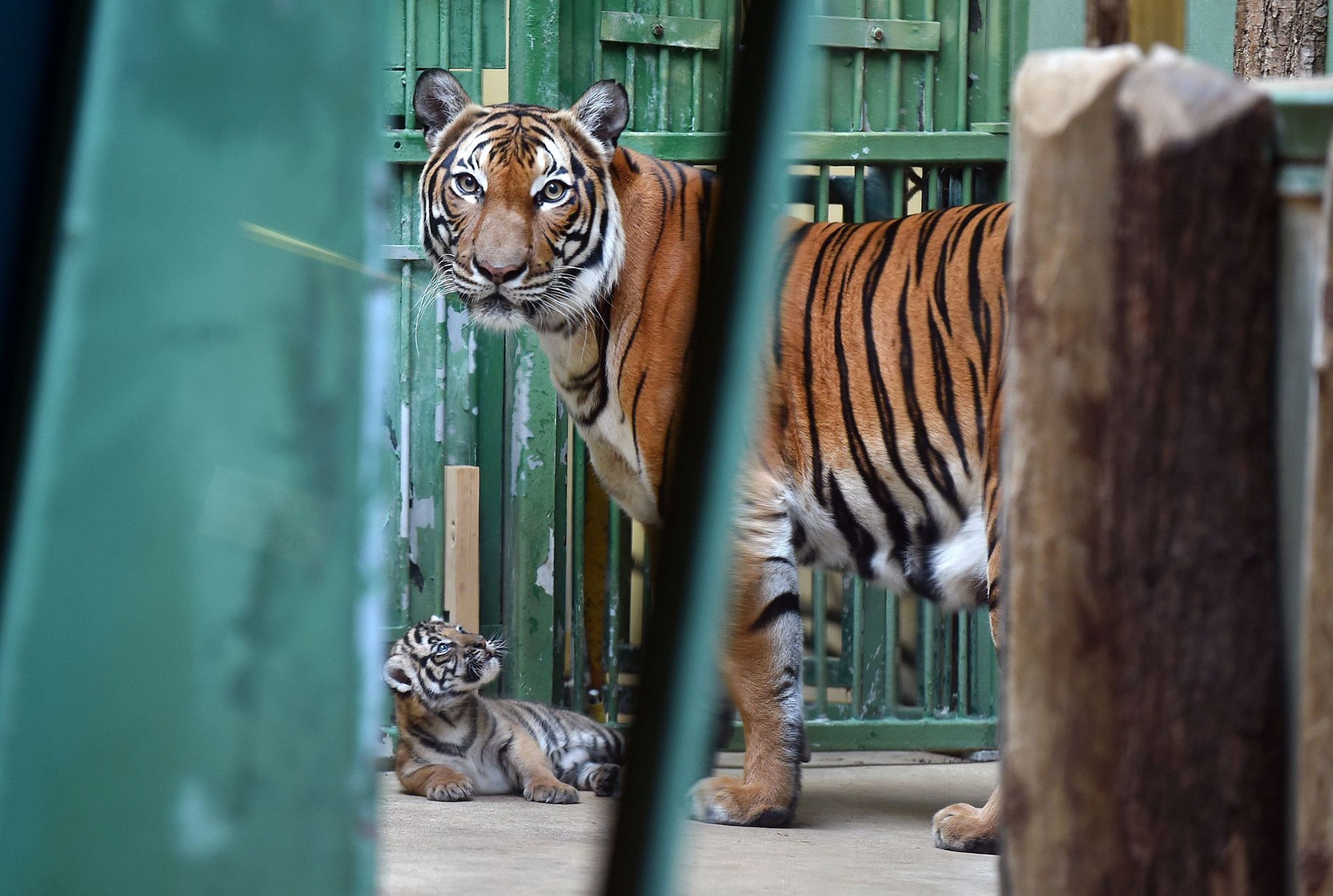 Mláďata tygra malajského v Zoo Praha - 9 - GALERIE: Mláďata tygra malajského v Zoo Praha (12/23)