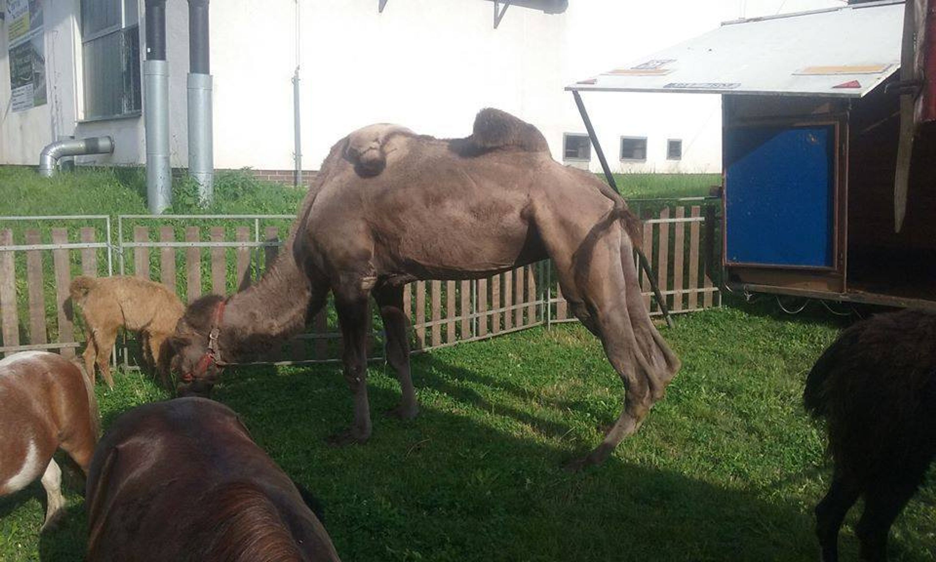 Zraněná velbloudice v cirkusu Kellner - 2 - GALERIE: Zraněná velbloudice v cirkuse Kellner (2/3)