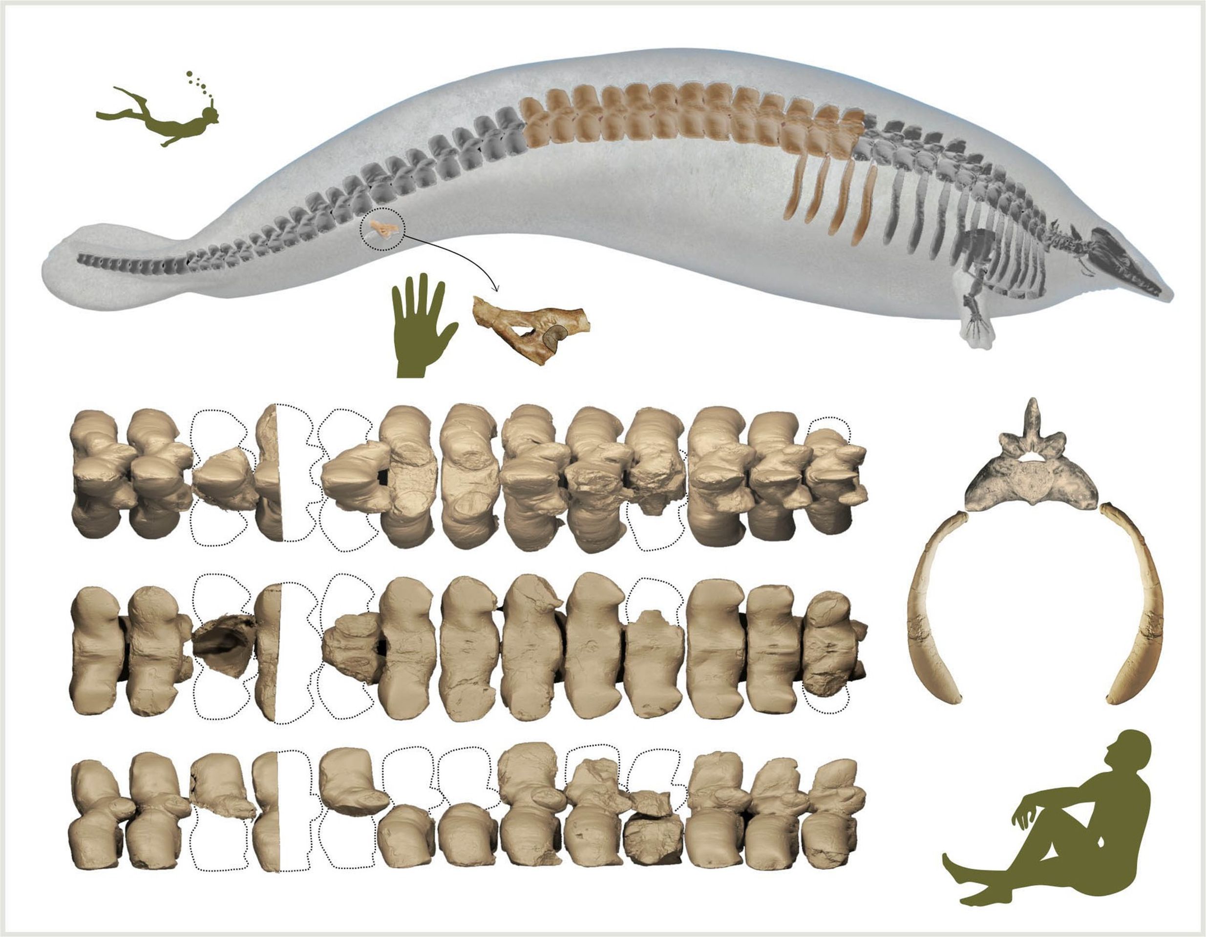 Perucetus colossus (1) - Perucetus colossus (5/6)