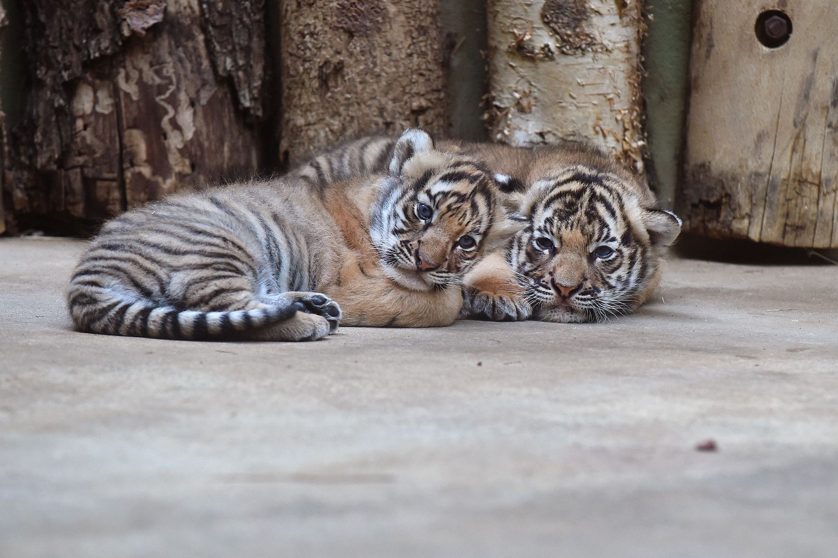 Mláďata tygra malajského v Zoo Praha - 17 - GALERIE: Mláďata tygra malajského v Zoo Praha (17/23)