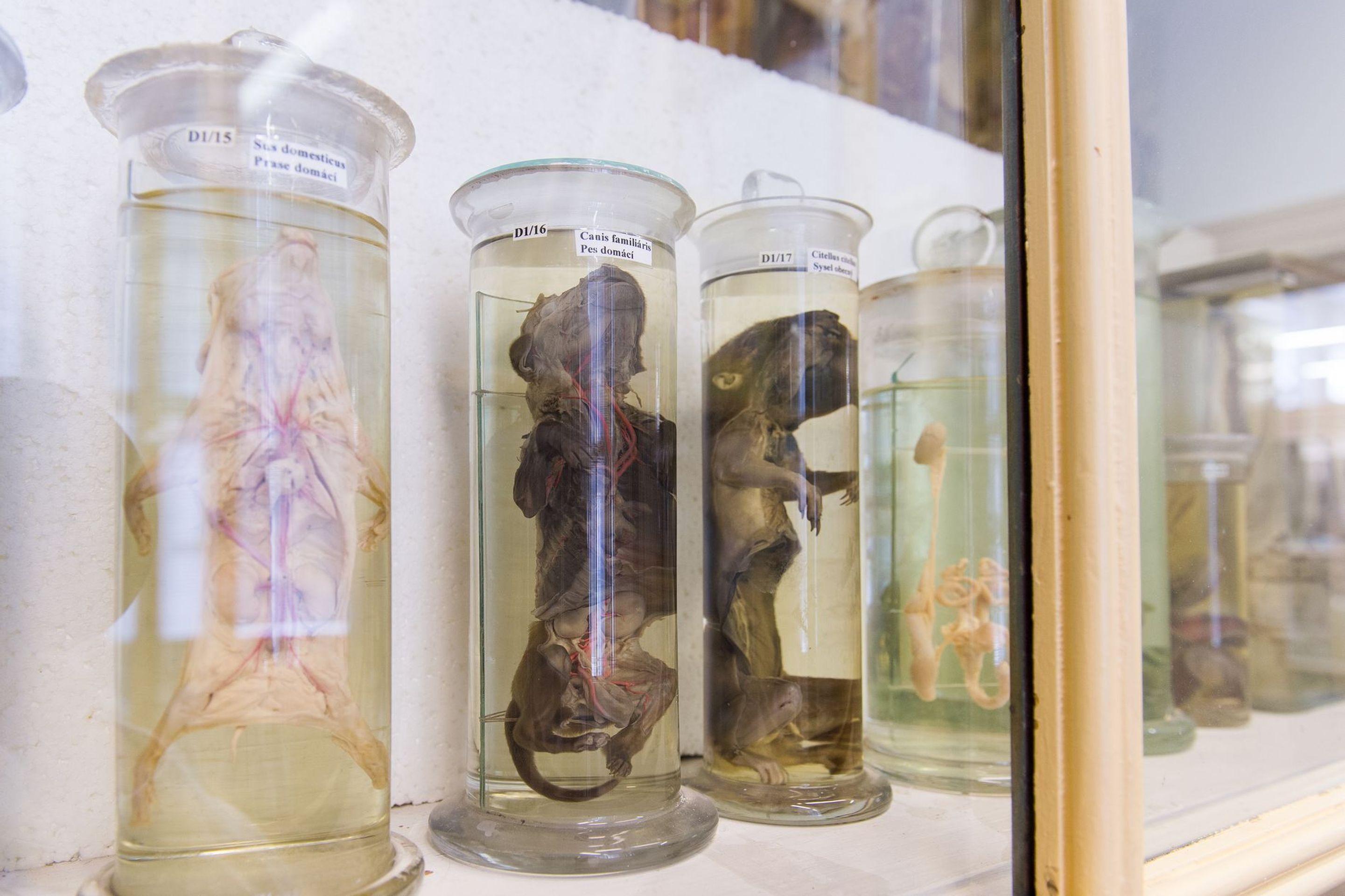 Muzeum normální a srovnávací anatomie - 16 - GALERIE: Muzeum normální a srovnávací anatomie (19/21)