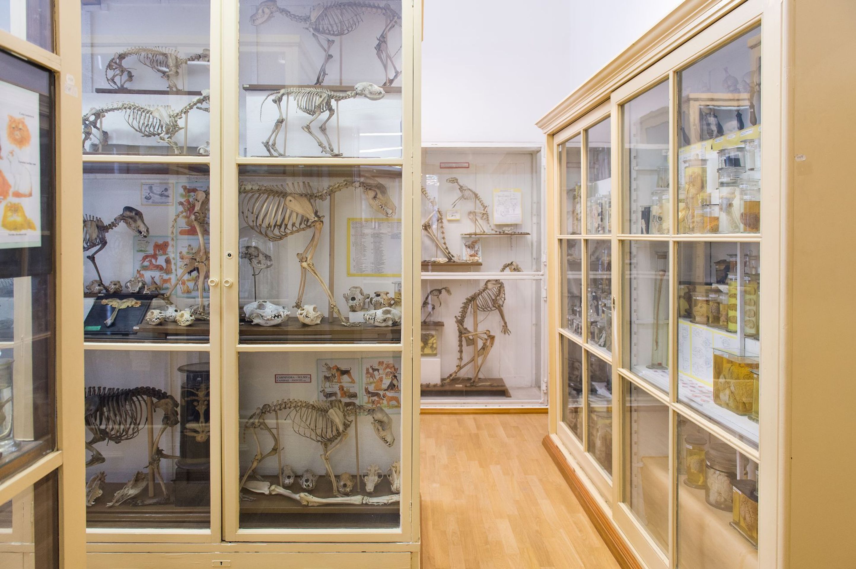 Muzeum normální a srovnávací anatomie - 19 - GALERIE: Muzeum normální a srovnávací anatomie (1/21)