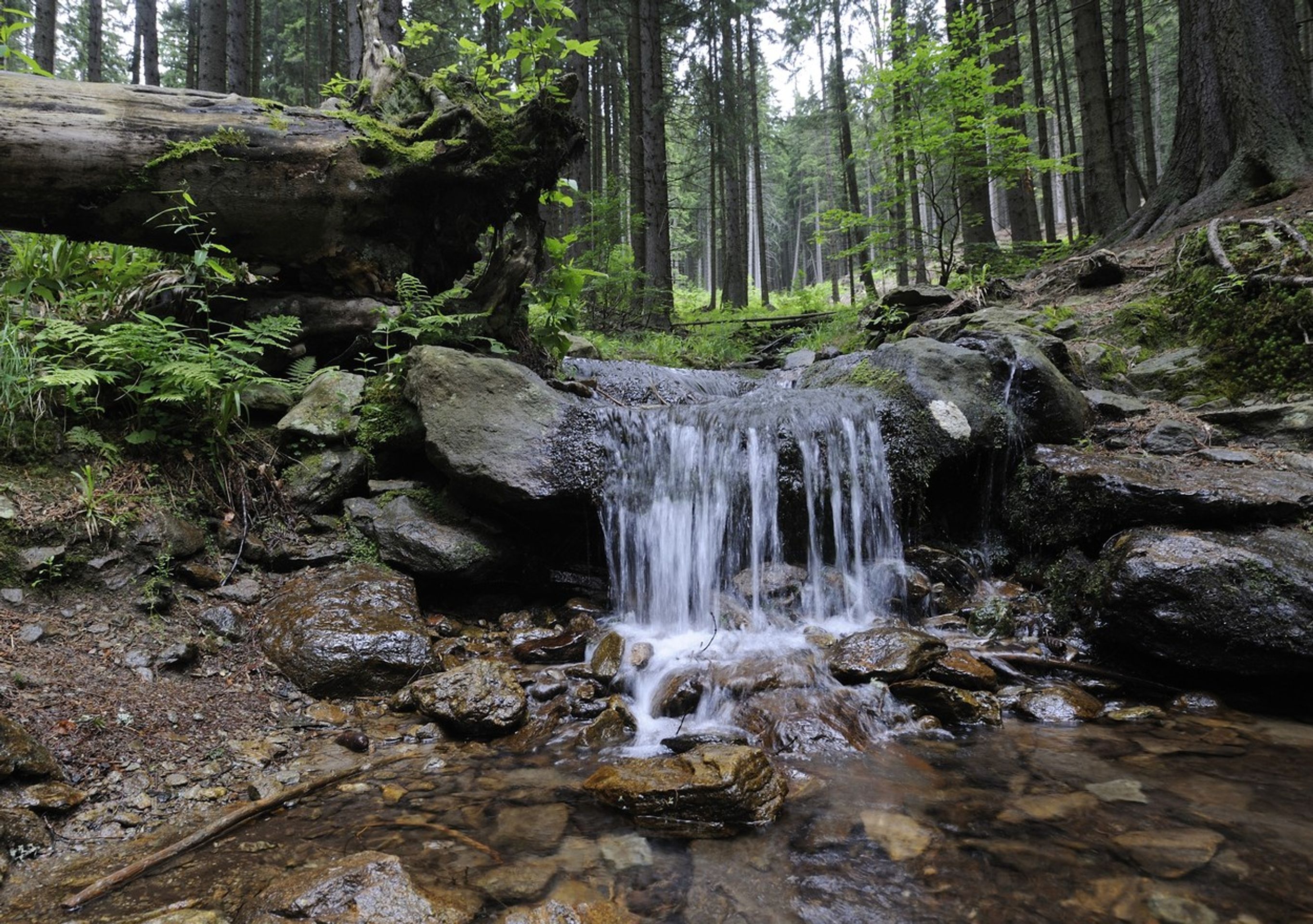 Boubínský prales - GALERIE: Česká příroda (6/7)