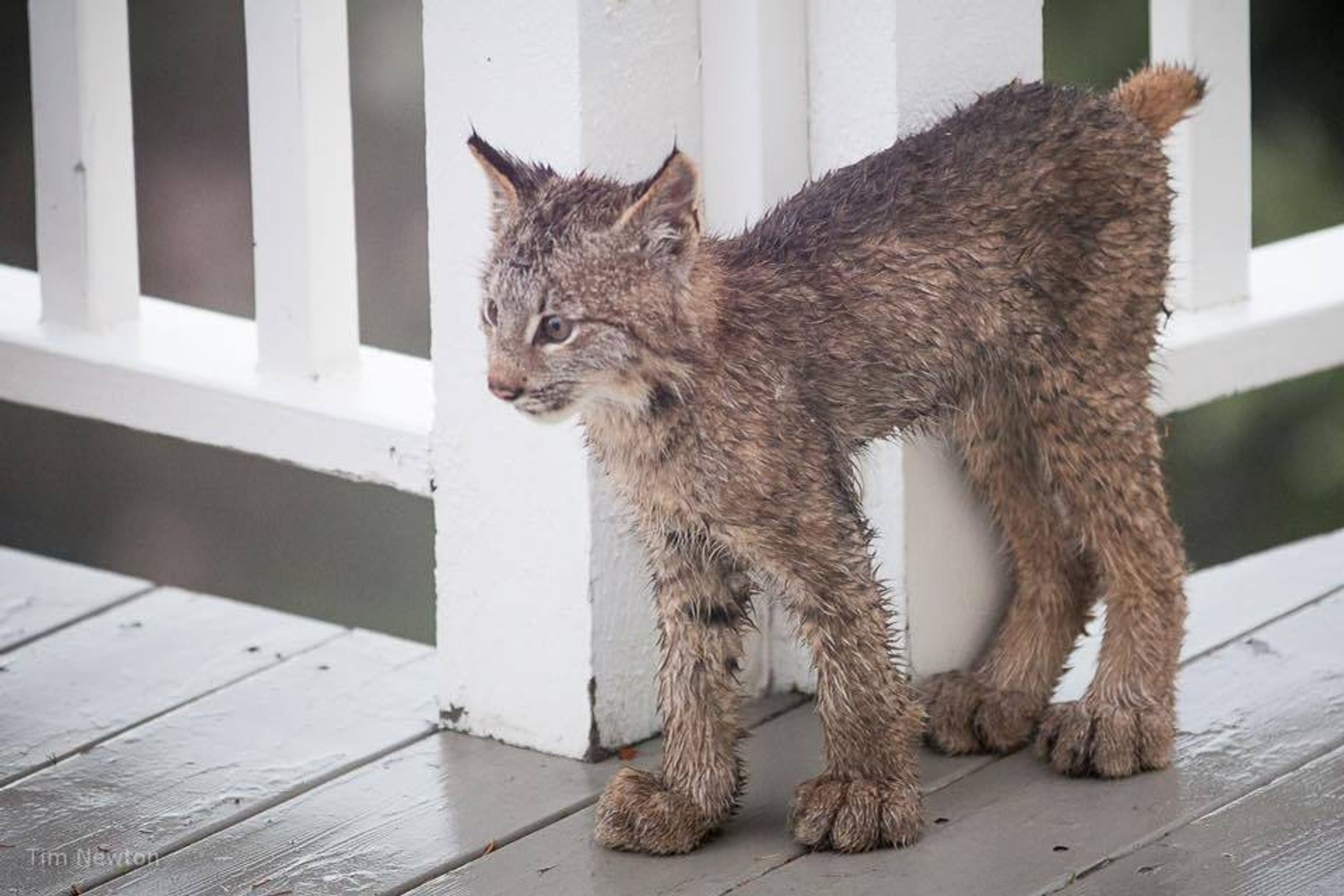 Rysové skotačili na verandě fotografa - 7 - GALERIE: Rysové skotačili na verandě fotografa (7/12)