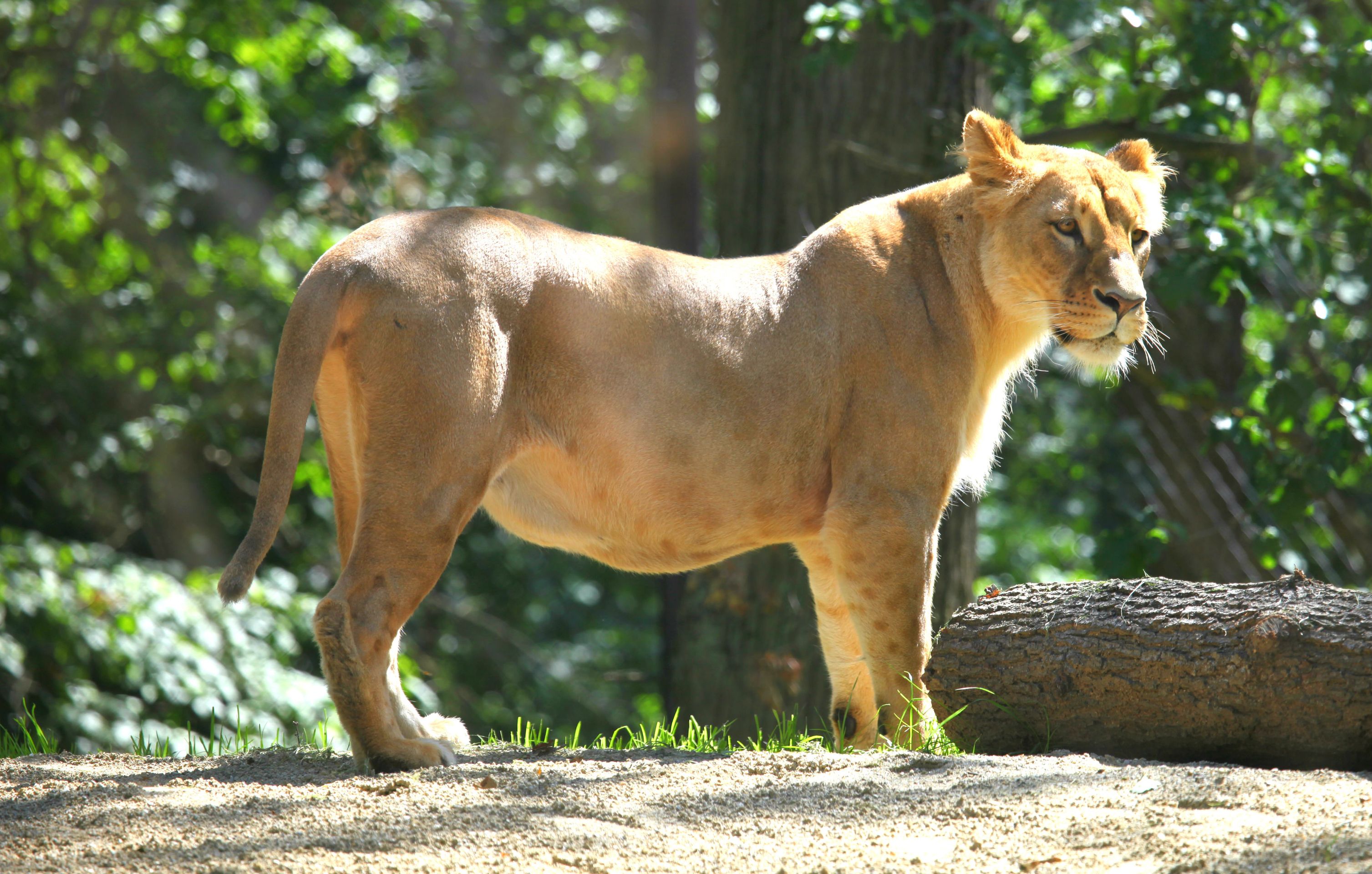 Narození lvíčat v brněnské zoo - 3 - GALERIE: Narození lvů konžských v zoo v Brně (2/4)