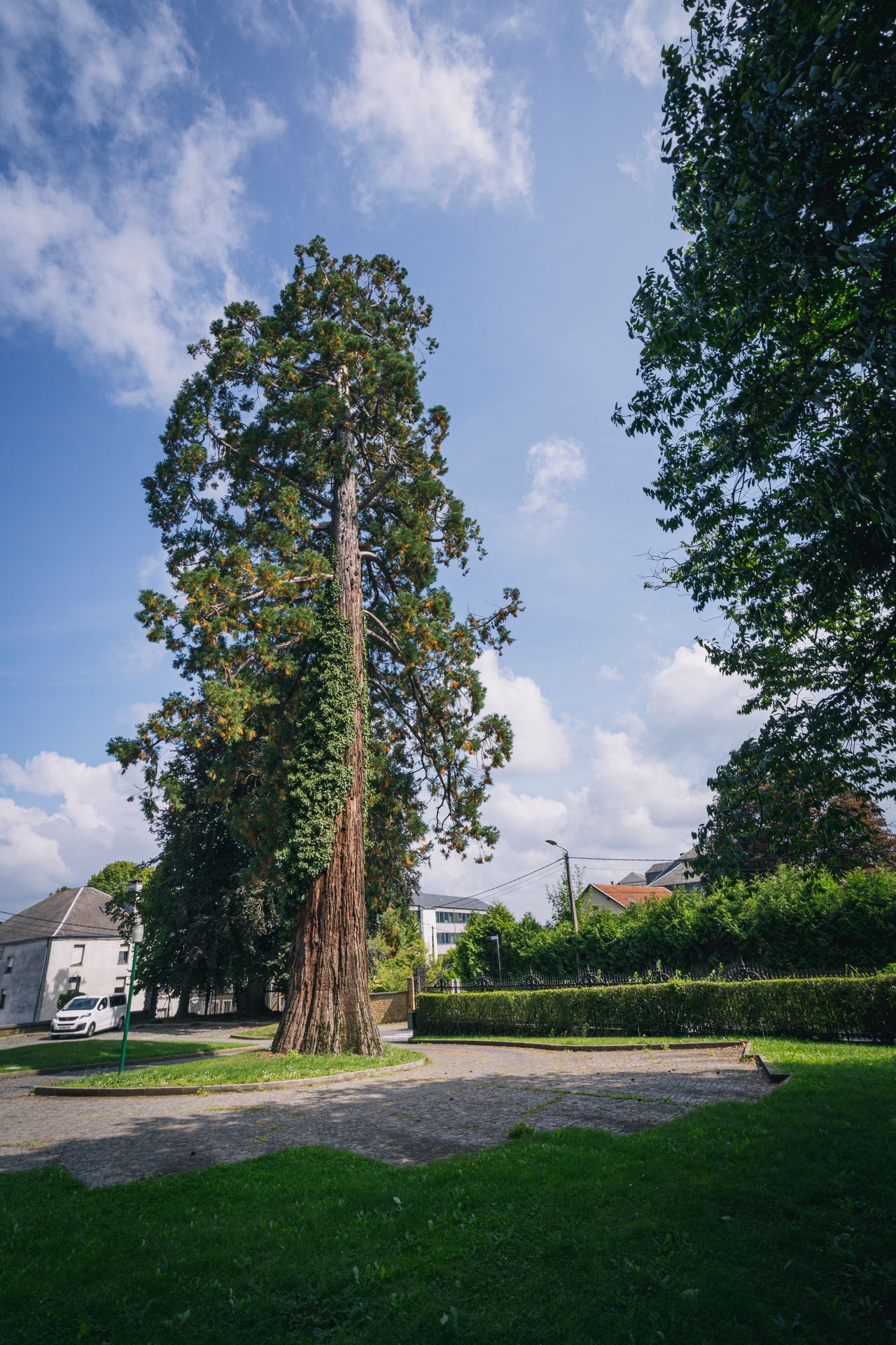 Evropský strom - Belgie - Evropský strom (1/16)