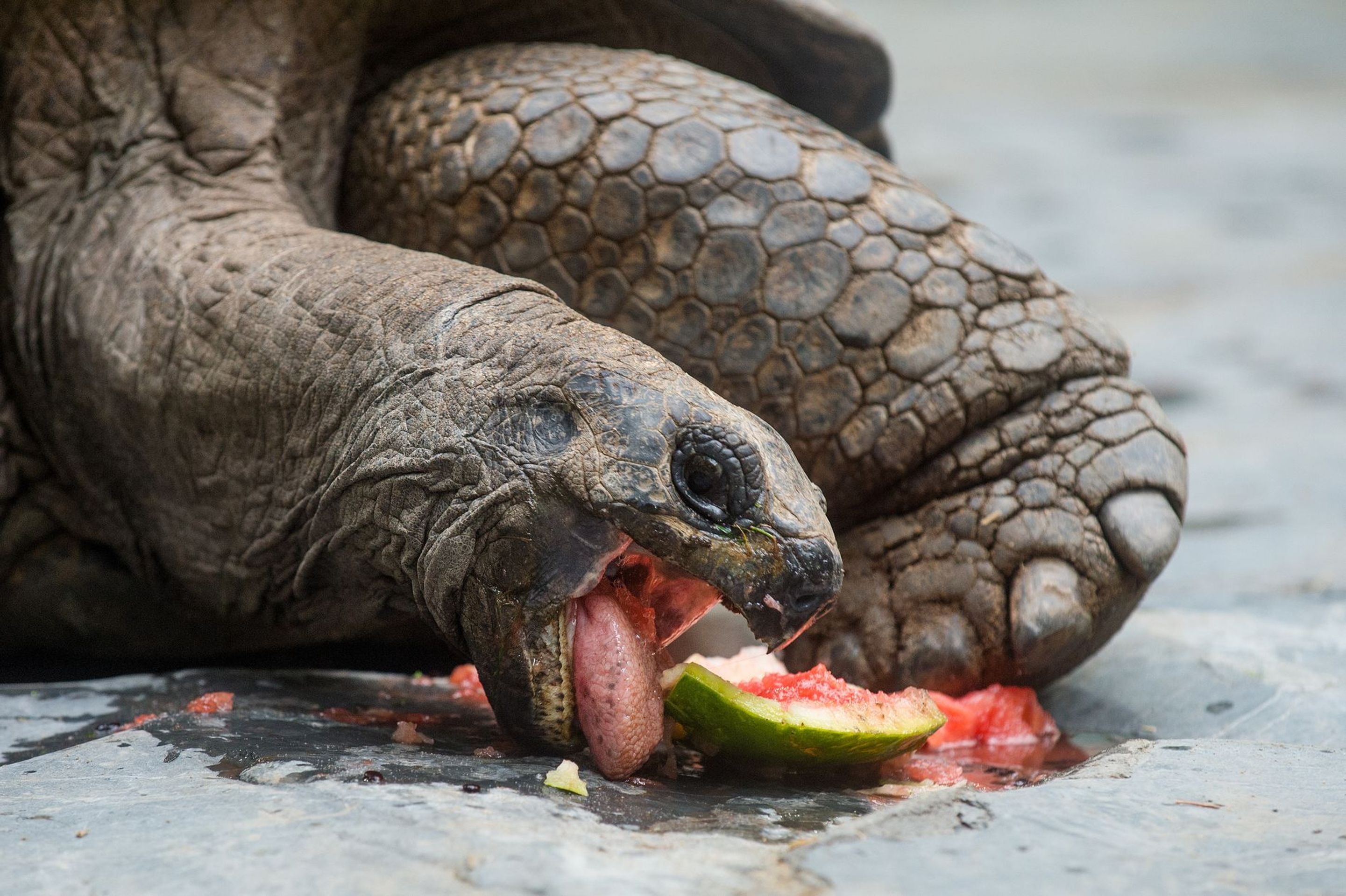 Krmení velkých želv v ZOO Praha - 1 - GALERIE: Krmení velkých želv v ZOO Praha (1/19)