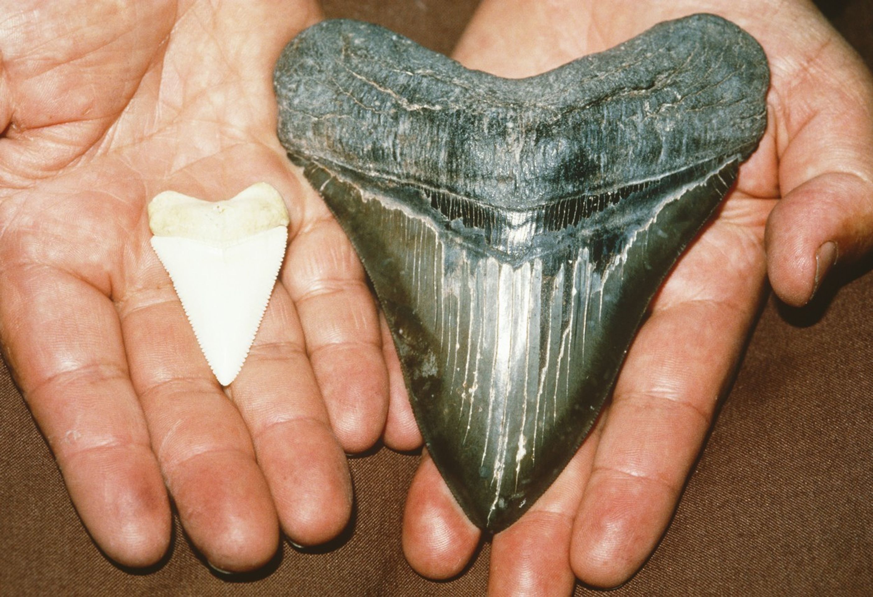 Megalodon - 2 - GALERIE: Megalodon (3/4)