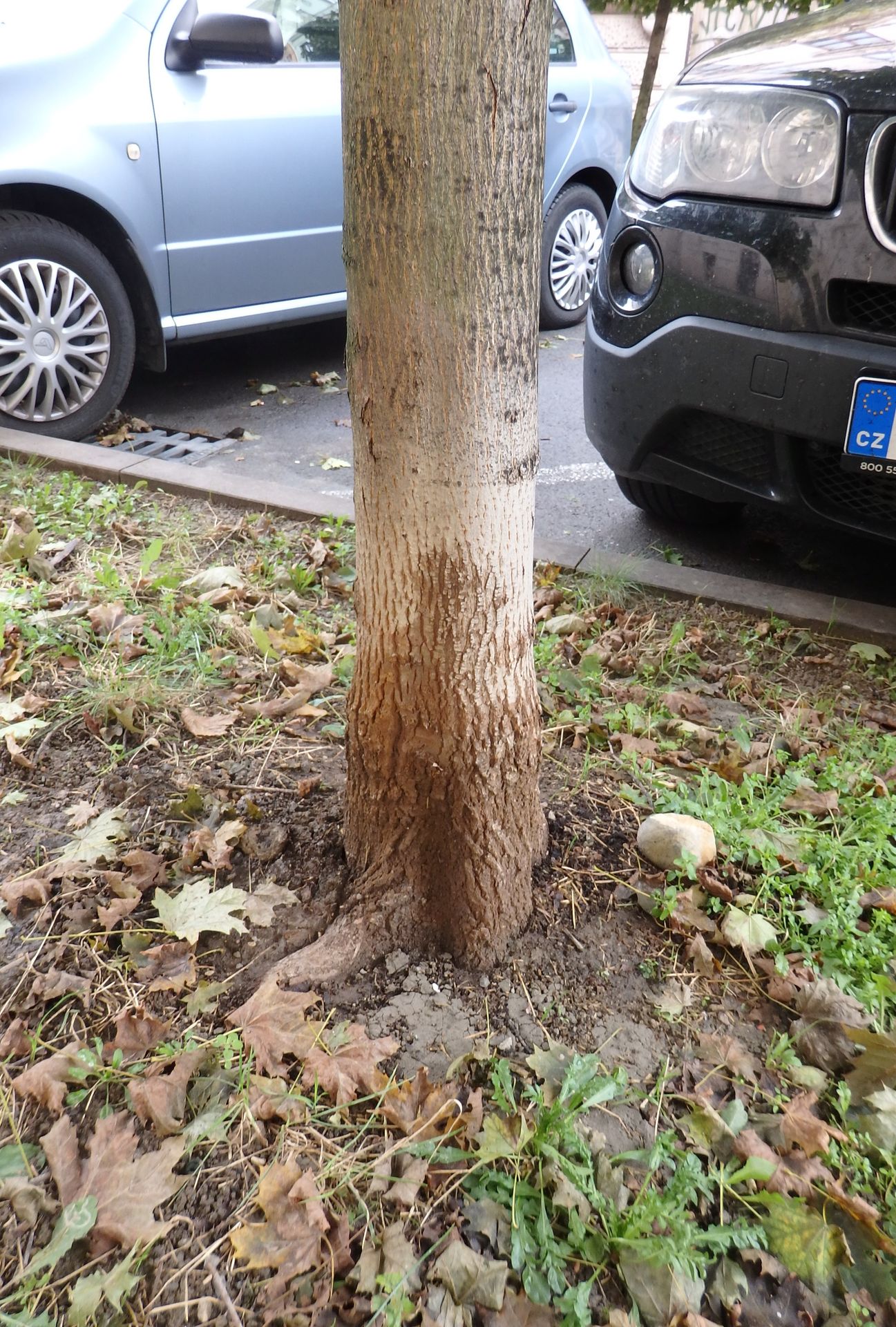 Stromy poškozené psí močí - 3 - Galerie: Stromy poškozené psí močí (2/4)