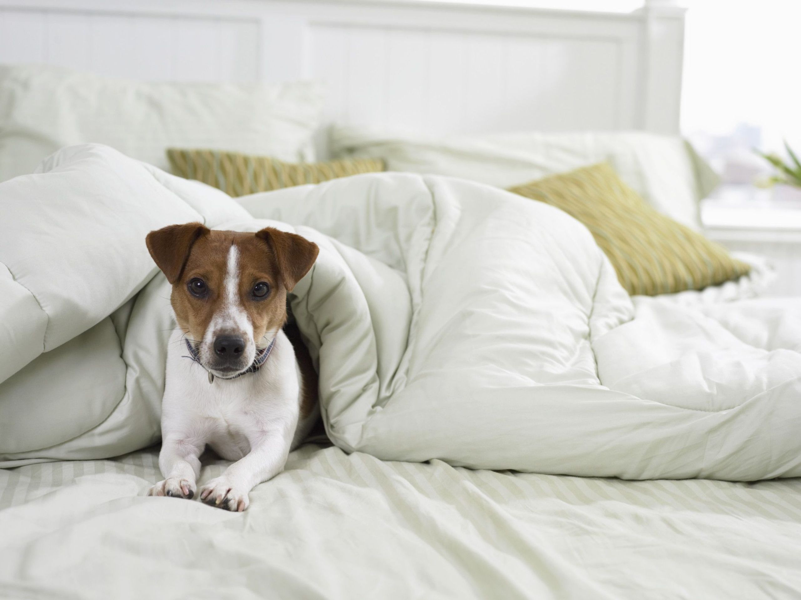 Jack Russel teriér - Přehled psích plemen (11/20)