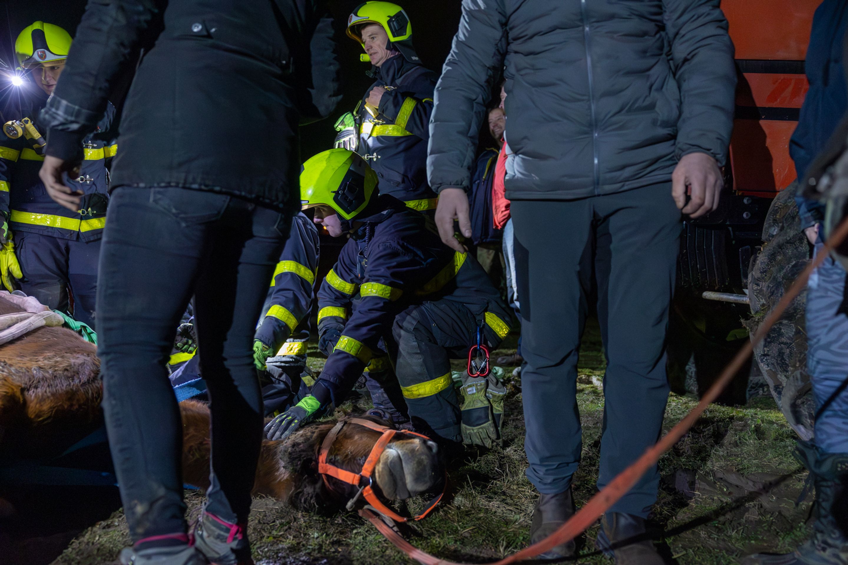 Hasiči zachránili na Frýdecko-Místecku kobylu - 2 - Hasiči zachránili kobylu pomocí speciální sítě (3/3)
