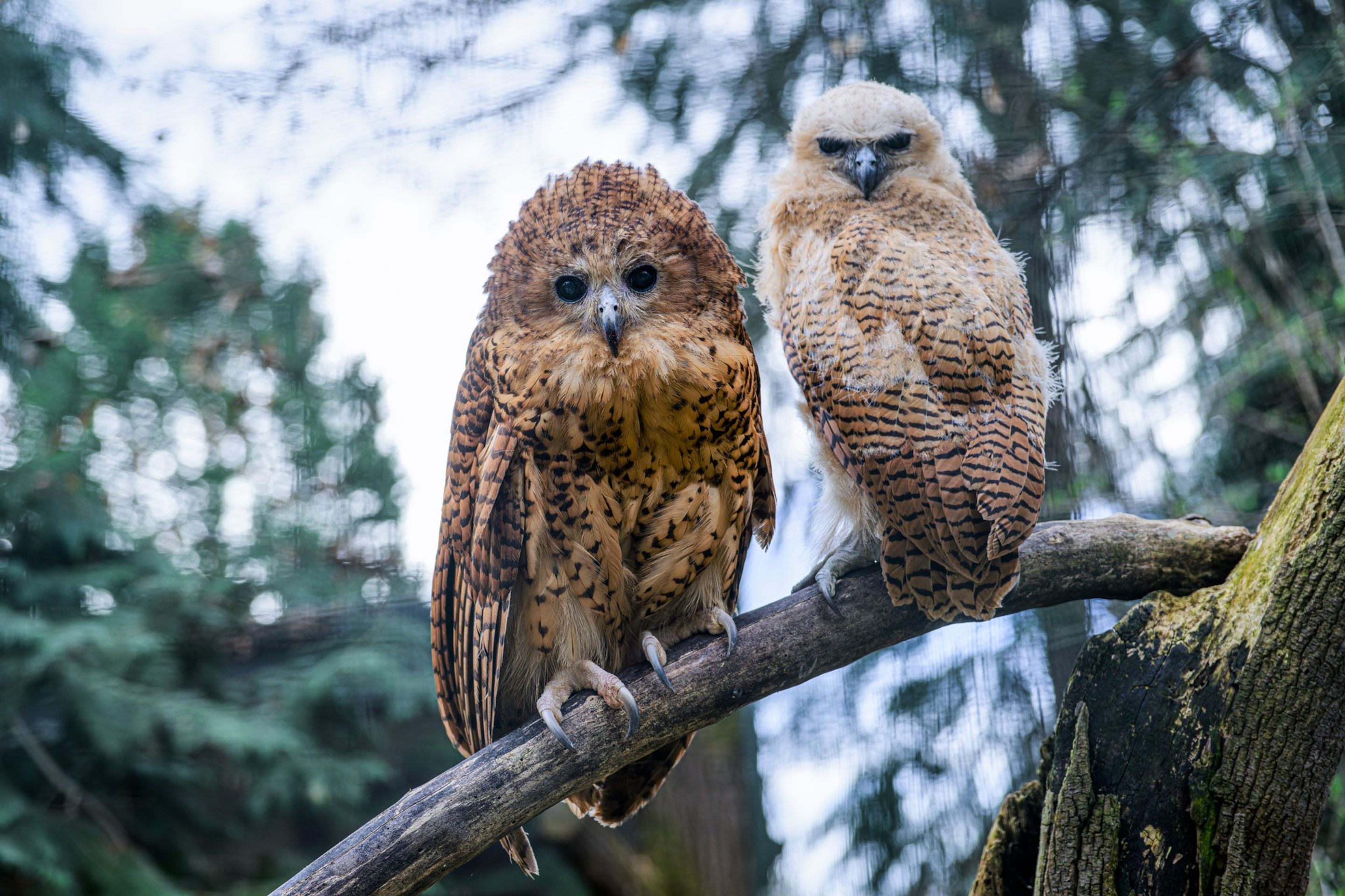 Mládě rybožravé sovy ketupy Pelovy v Zoo Praha, Petr Hamerník, Zoo Praha (5) - Mládě rybožravé sovy ketupy Pelovy (5/6)