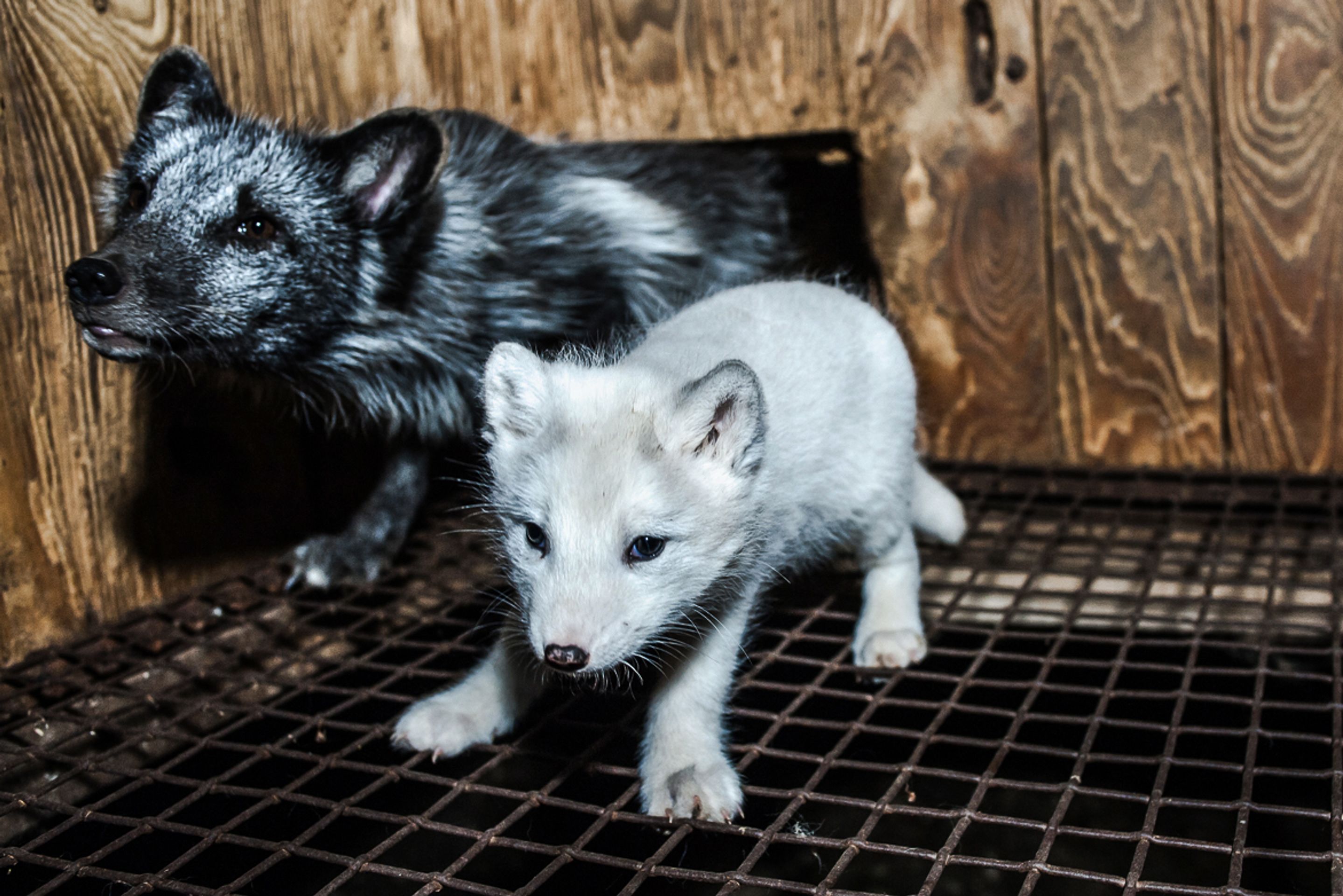 Zubožená zvířata na kožešinových farmách - 16 - Galerie: Zubožená zvířata na kožešinových farmách (1/16)