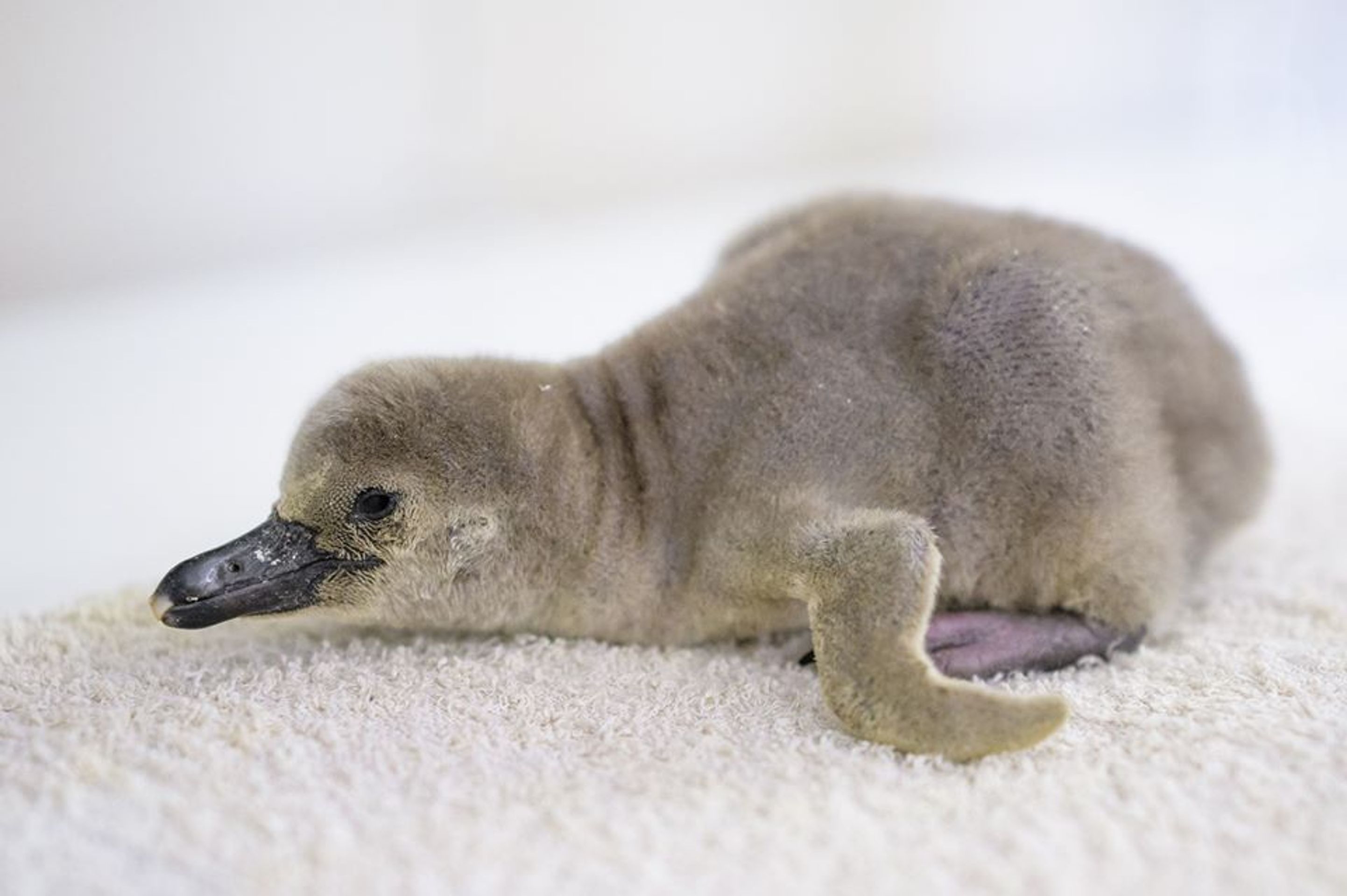 Malý tučňák se narodil v pražské zoo - 1 - GALERIE: Malý tučňák se narodil v pražské zoo (1/3)