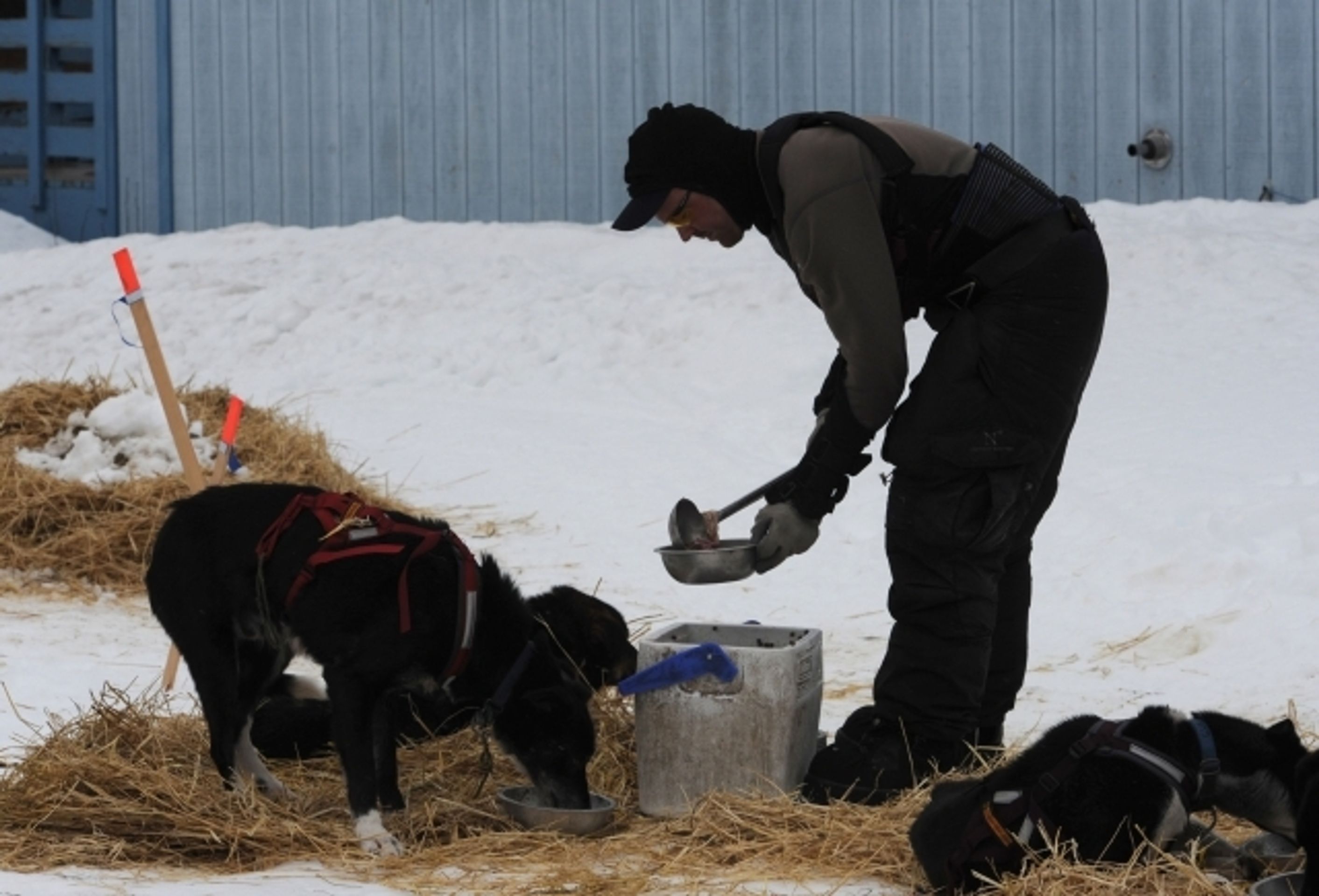 Iditarod - závod psích spřežení na Aljašce - 16 - GALERIE: Iditarod - závod psích spřežení na Aljašce (16/17)