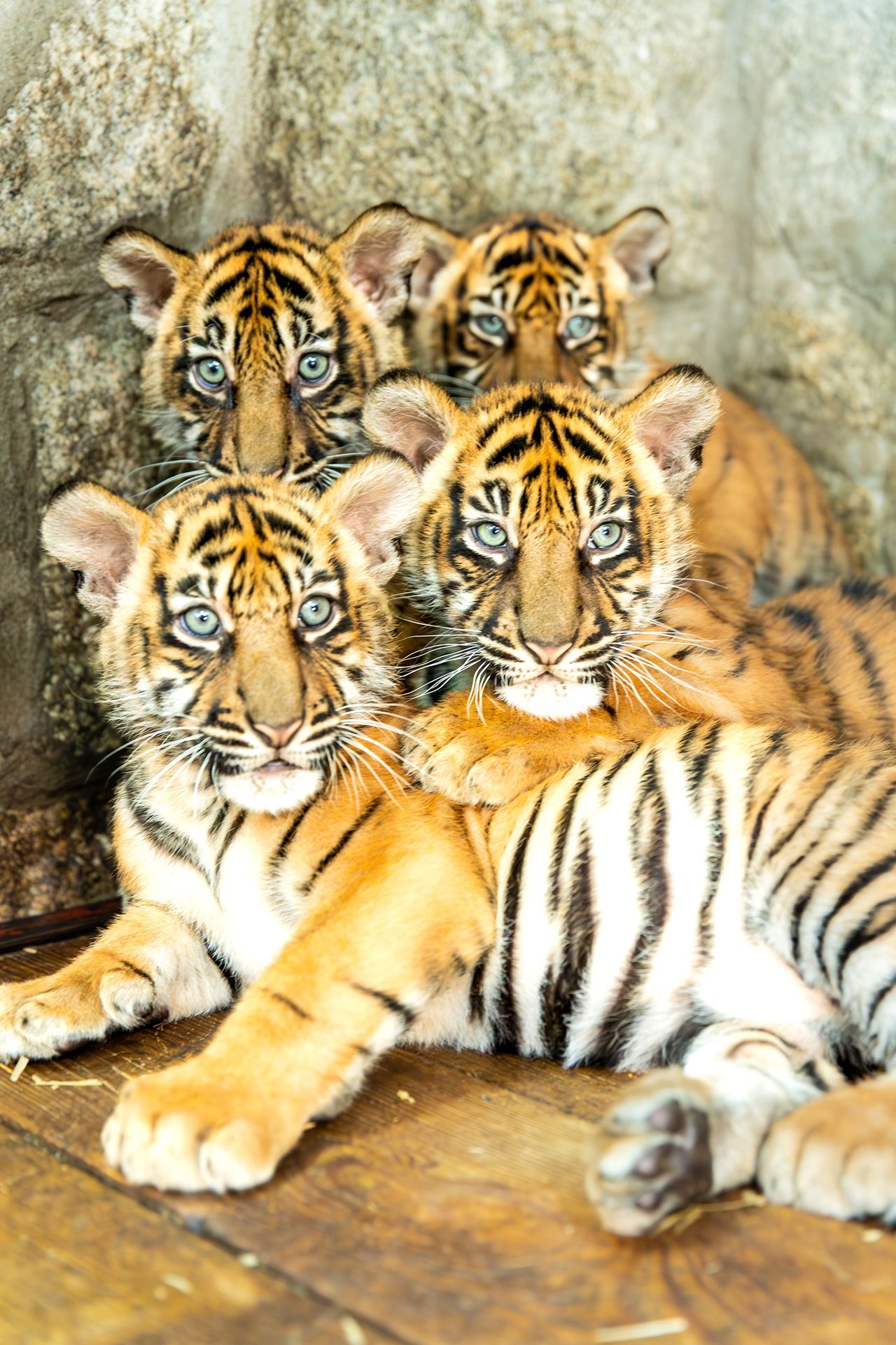 Tygři sumaterští ve vratislavské zoo (5) - Tygři sumaterští ve vratislavské zoo (14/16)