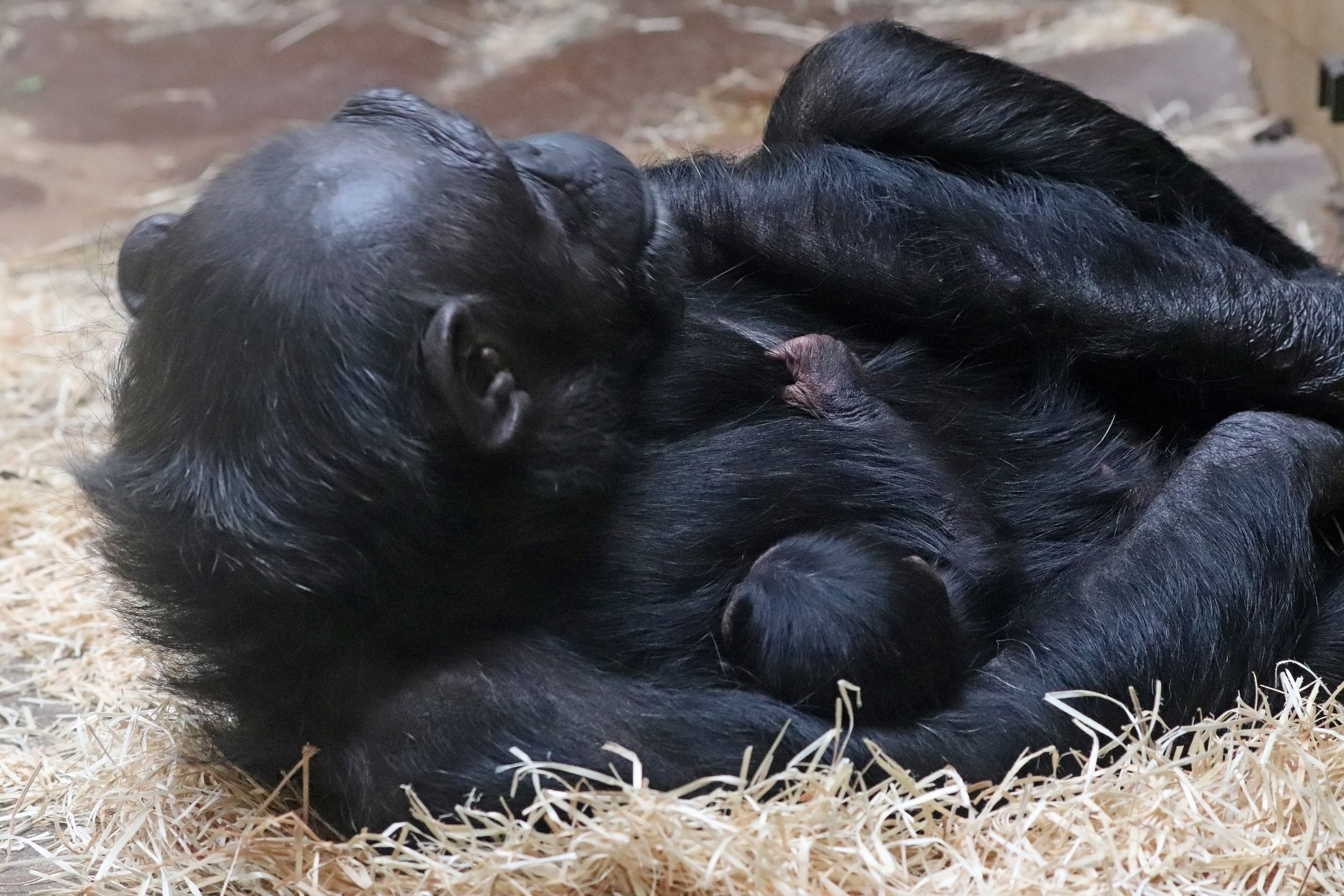 V Zoo Plzeň se narodilo mládě šimpanze - 2 - GALERIE: V plzeňské zoo se narodilo mládě šimpanze (3/4)