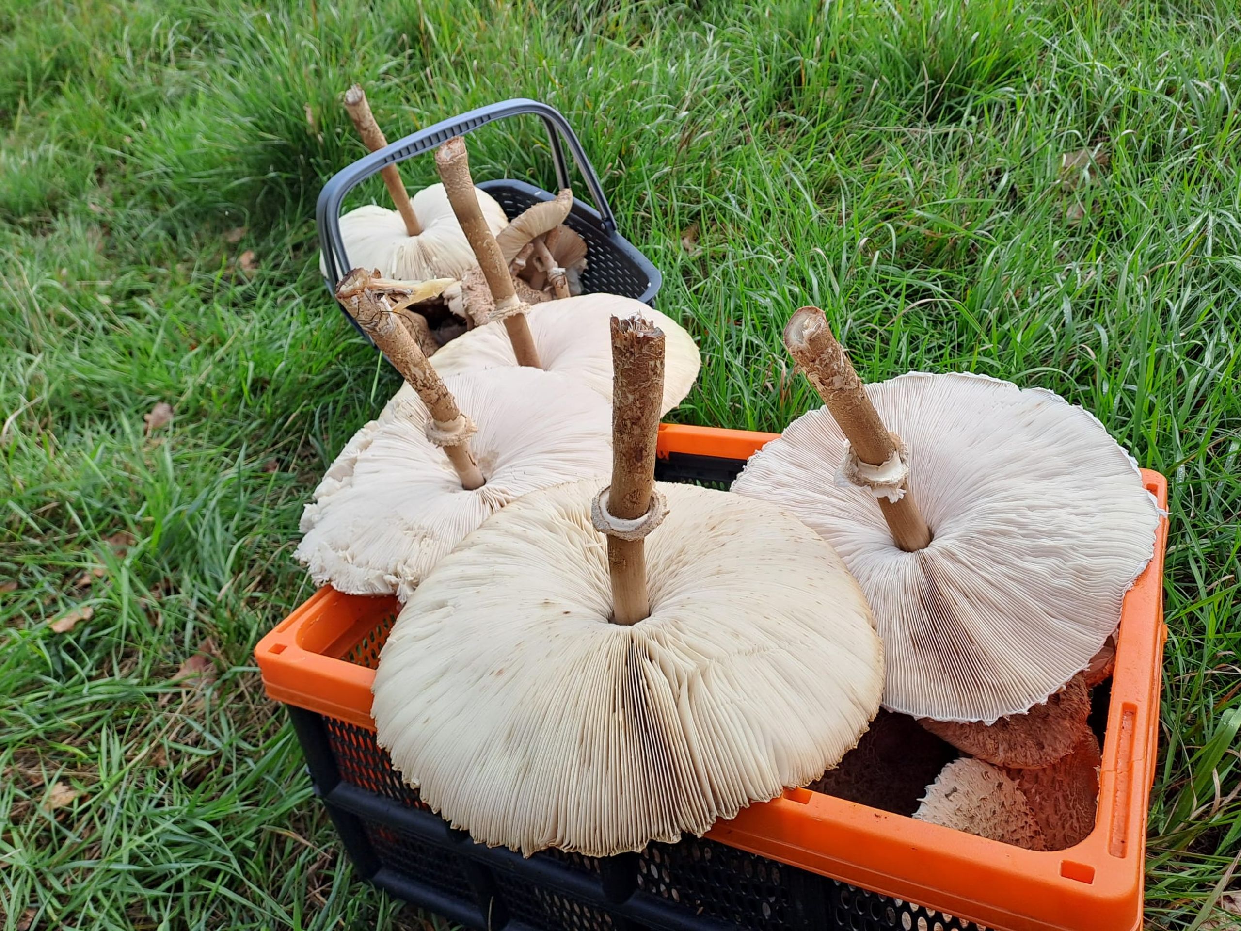Úroda bedly vysoké u vodní nádrže Hracholusky (3) - Úroda bedly vysoké u vodní nádrže Hracholusky (1/5)