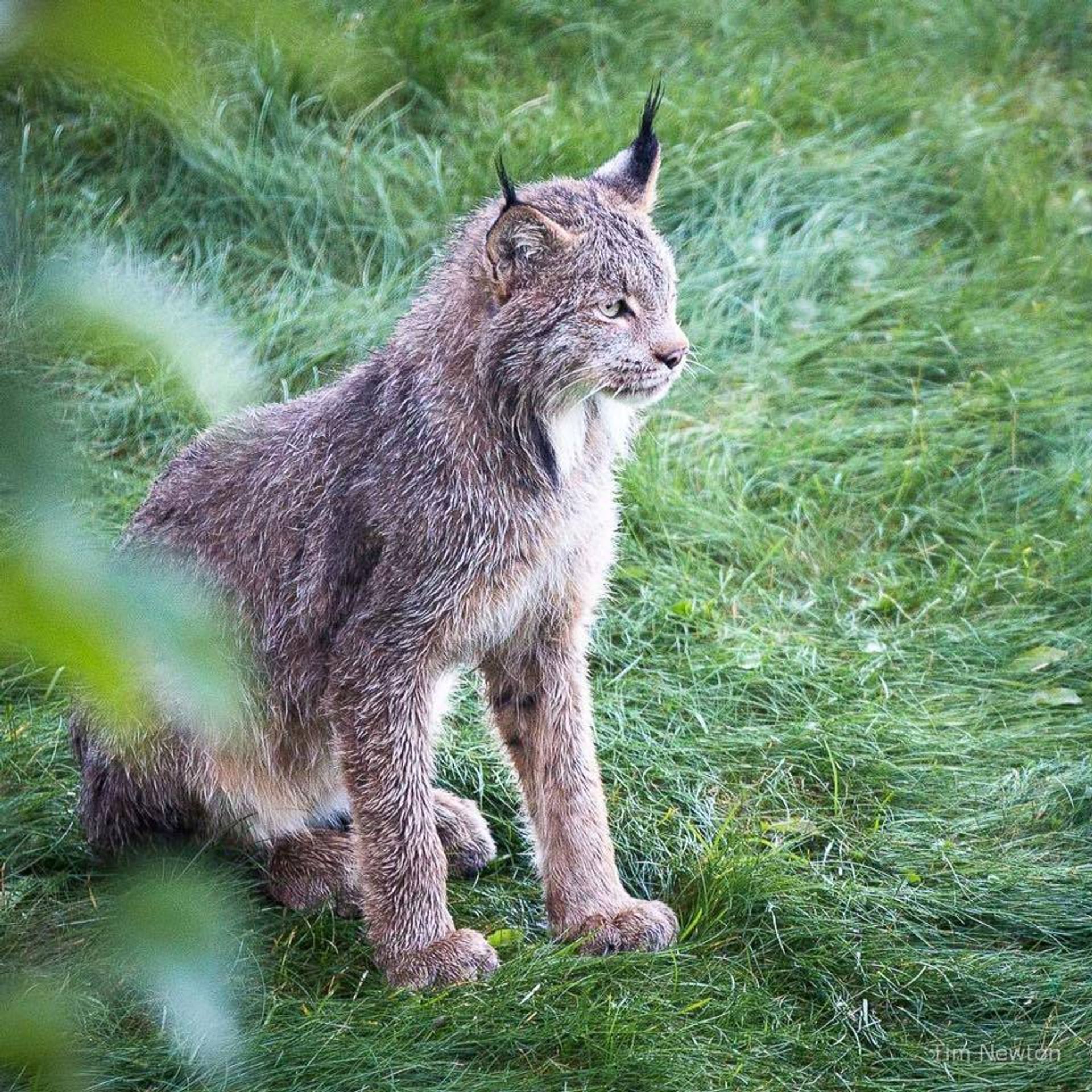Rysové skotačili na verandě fotografa - 5 - GALERIE: Rysové skotačili na verandě fotografa (5/12)