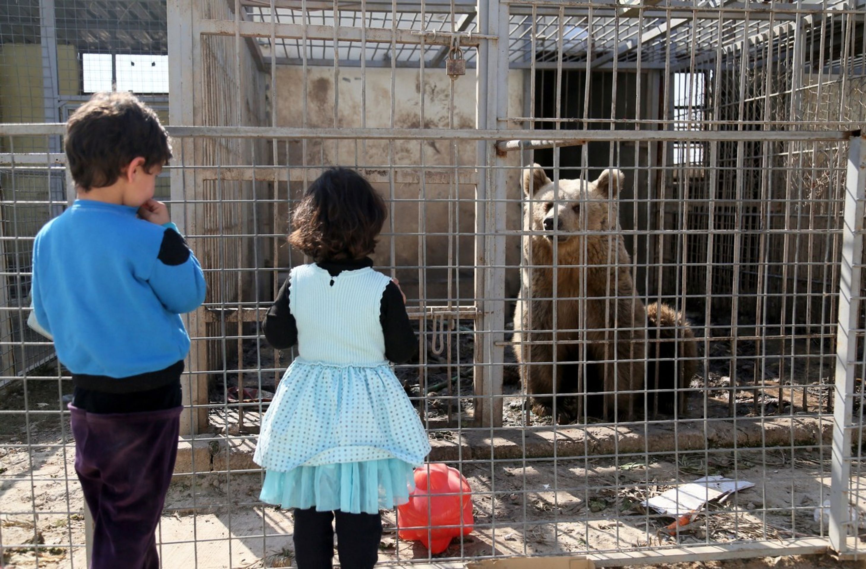 V mosulské ZOO v Iráku přežil jen lev a medvěd - 5 - GALERIE: V mosulské ZOO v Iráku přežil jen lev a medvěd (5/6)