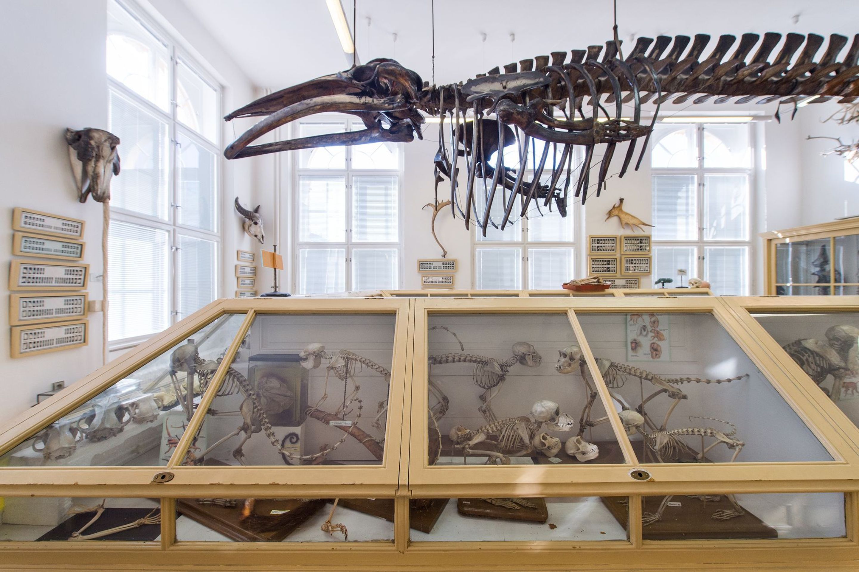 Muzeum normální a srovnávací anatomie - 7 - GALERIE: Muzeum normální a srovnávací anatomie (10/21)