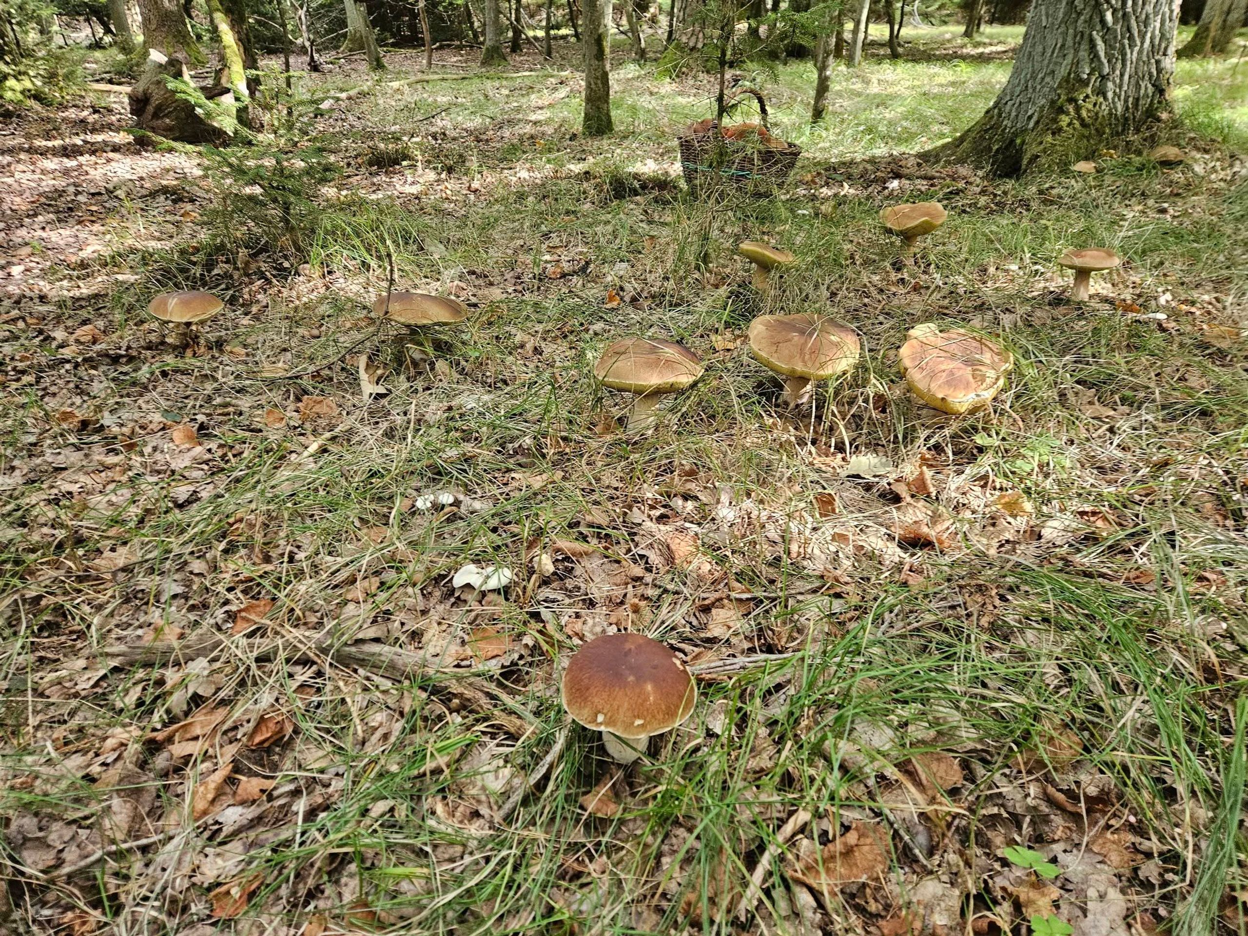Hřibová nadílka na Karlovarsku - Invaze hřibů na Karlovarsku (3/6)