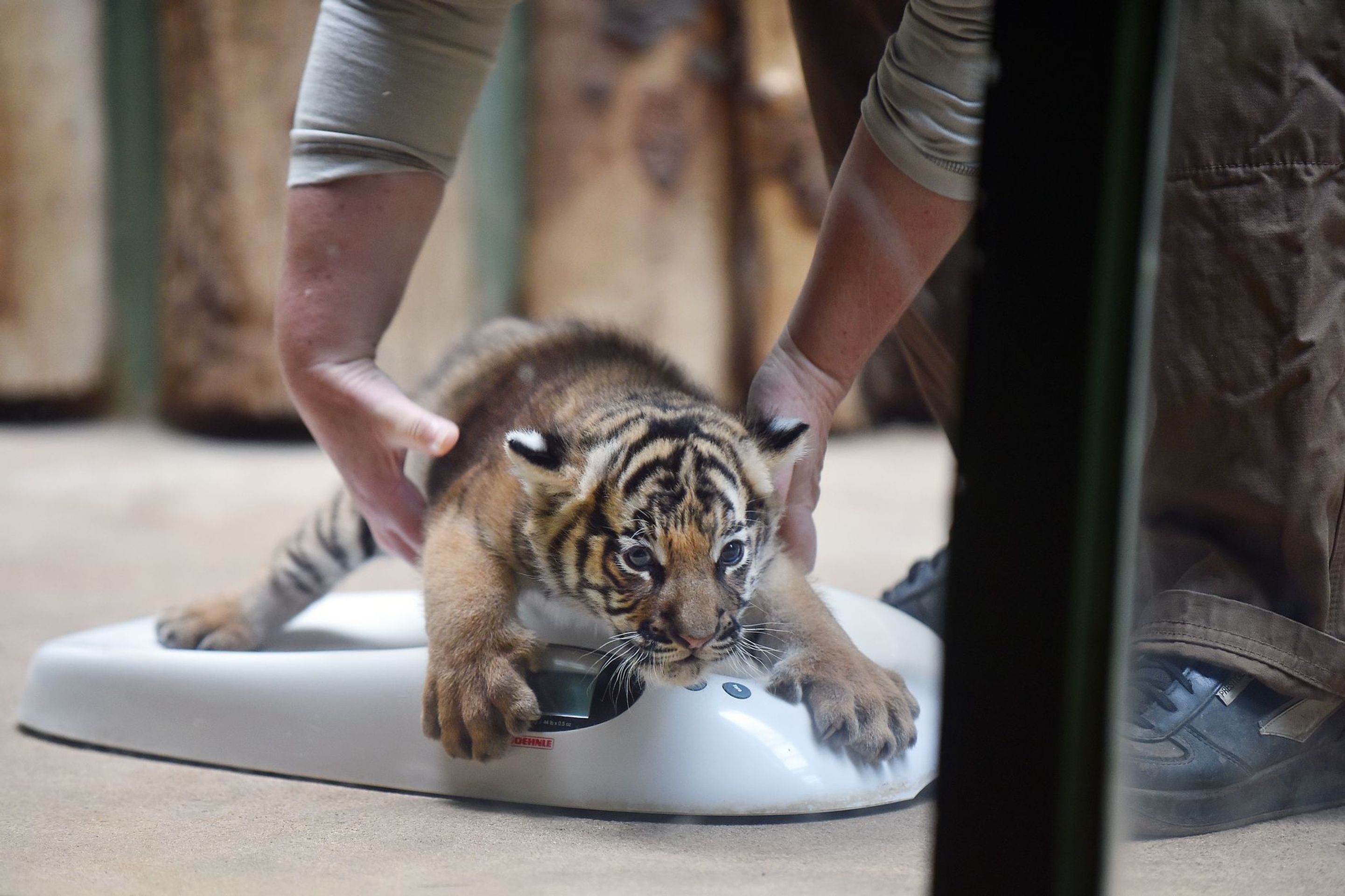 Mláďata tygra malajského v Zoo Praha - 22 - GALERIE: Mláďata tygra malajského v Zoo Praha (22/23)