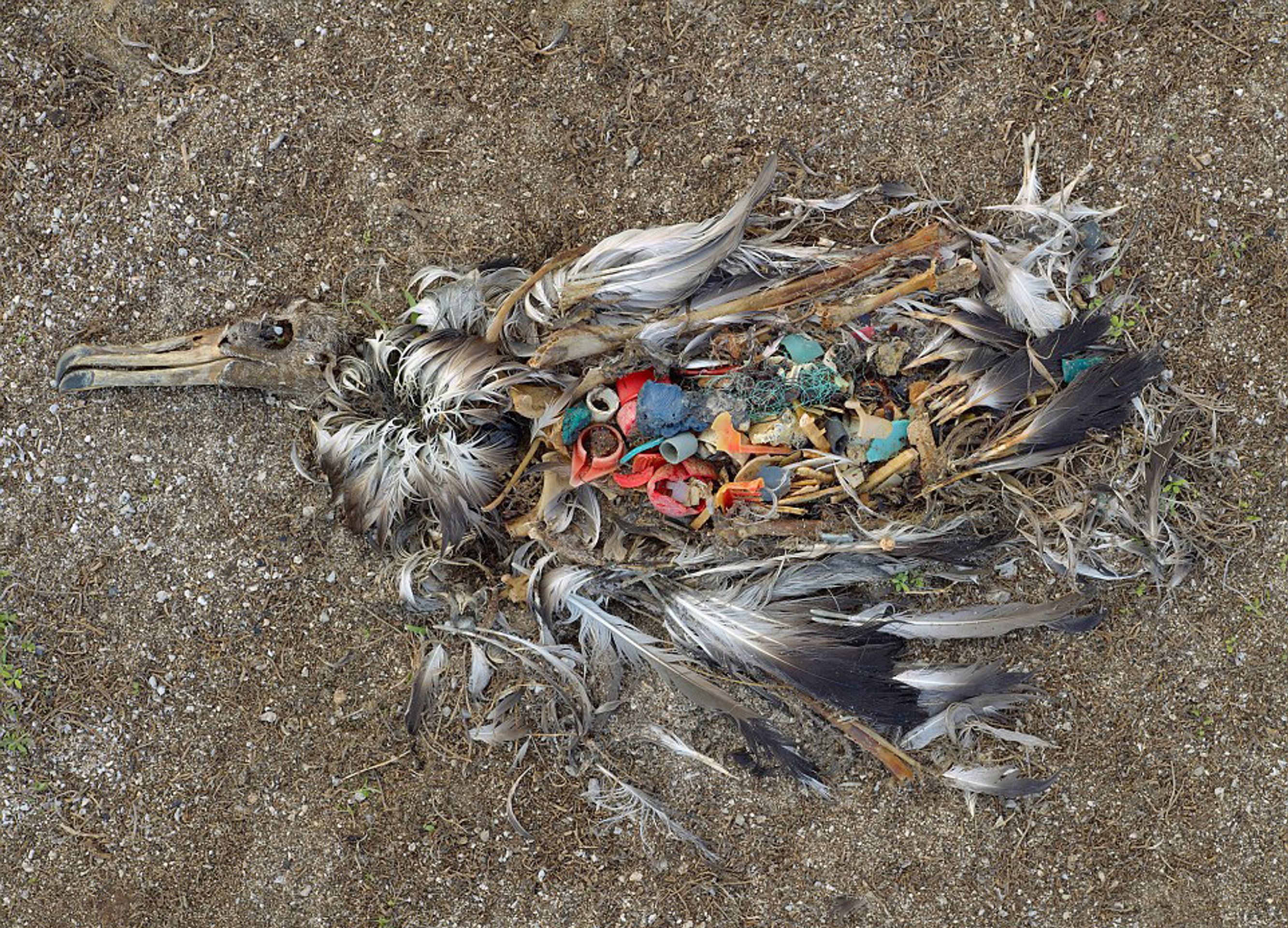 Fotografie znázorňující ničivé důsledky přelidnění - Albatros zemřel kvůli požití velkého množství plastů - severní Pacifik - GALERIE: Fotografie znázorňující ničivé důsledky přelidnění (5/28)