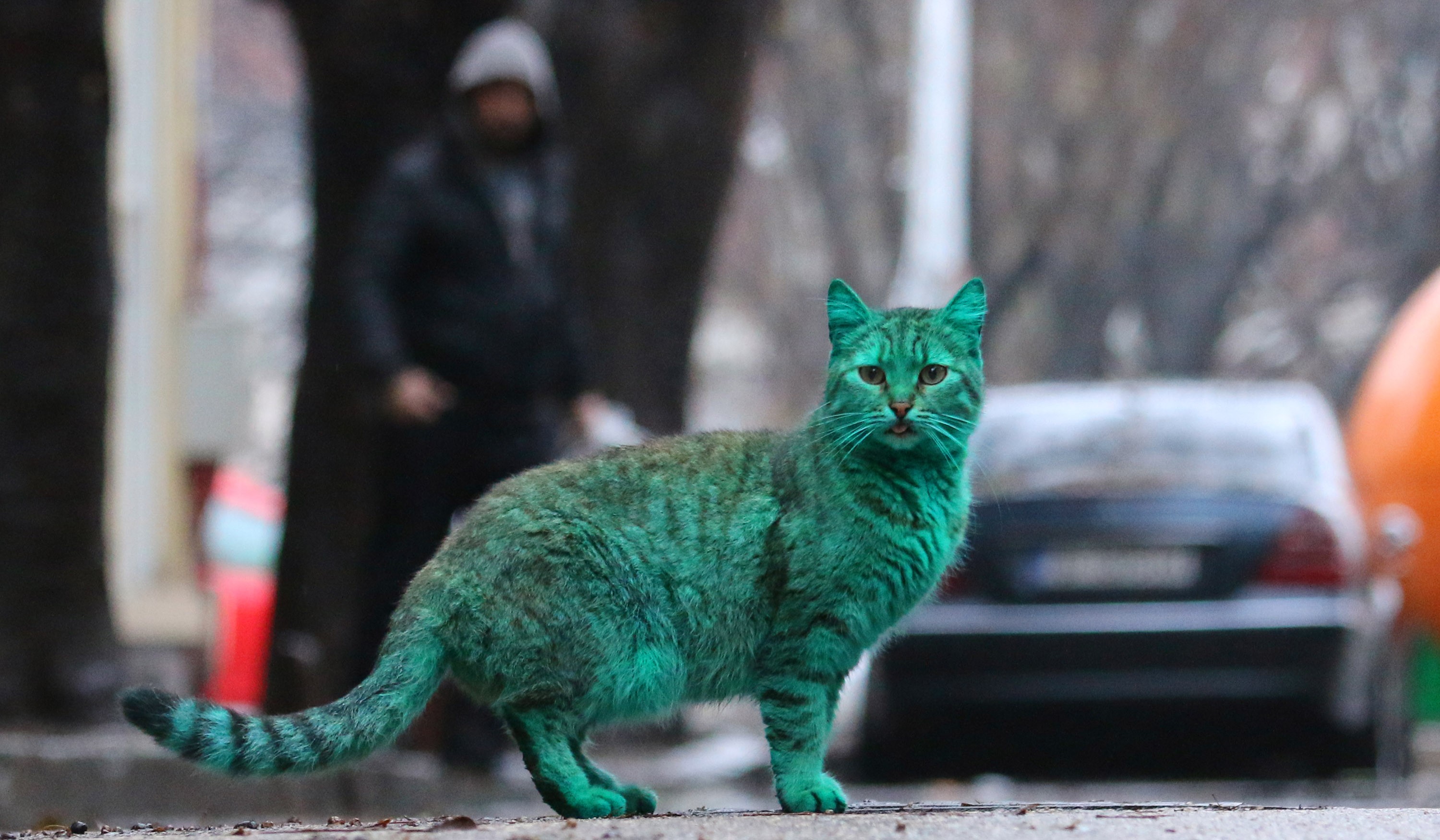 Смешная зеленая. Зеленый кот Варна. Зеленый кот в Болгарии. Зелёный кот из Варны. Зеленая кошка.