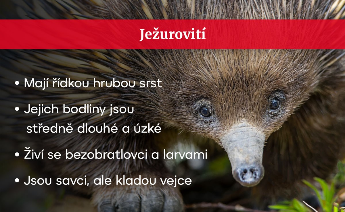 Ježurovití