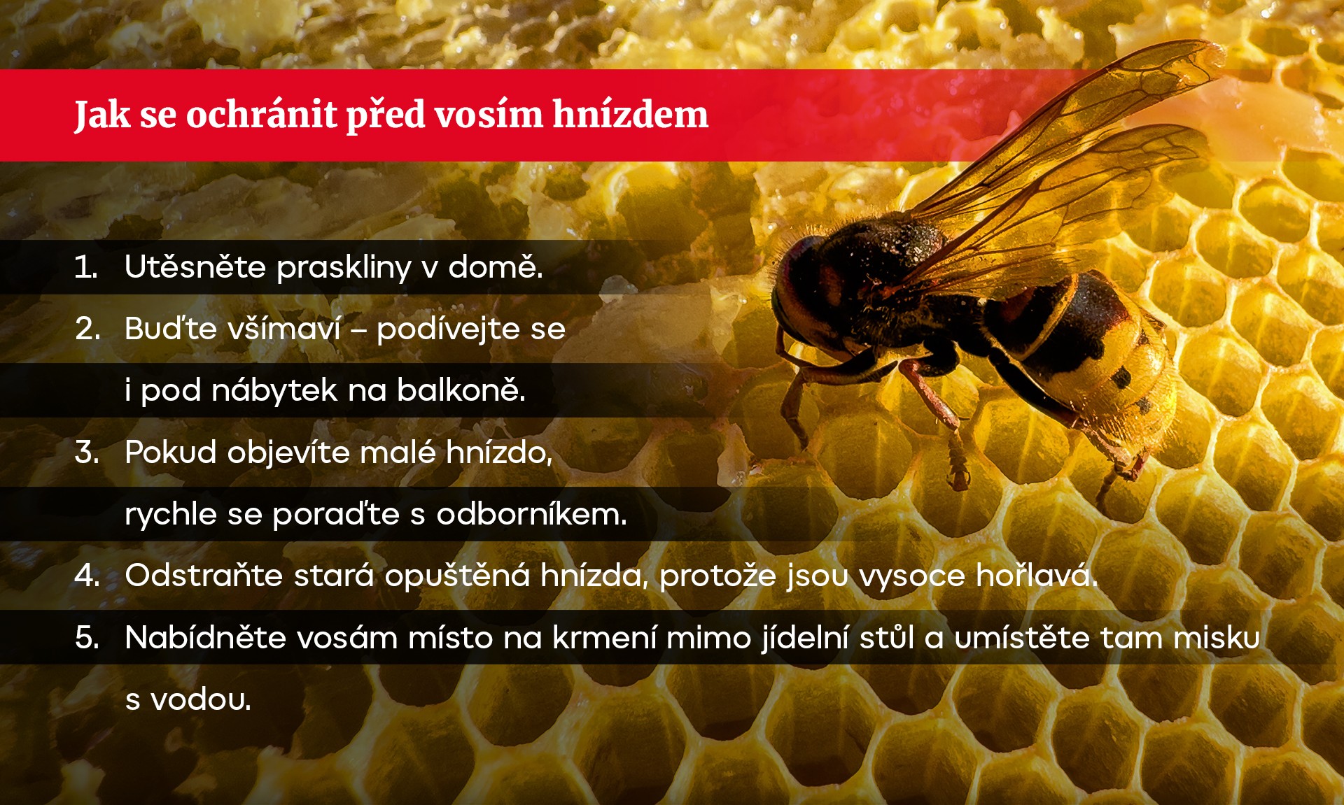Jak se ochránit před vosím hnízdem