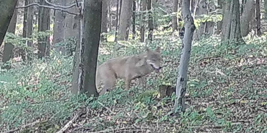 První potvrzená pozorování vlka v Železných horách